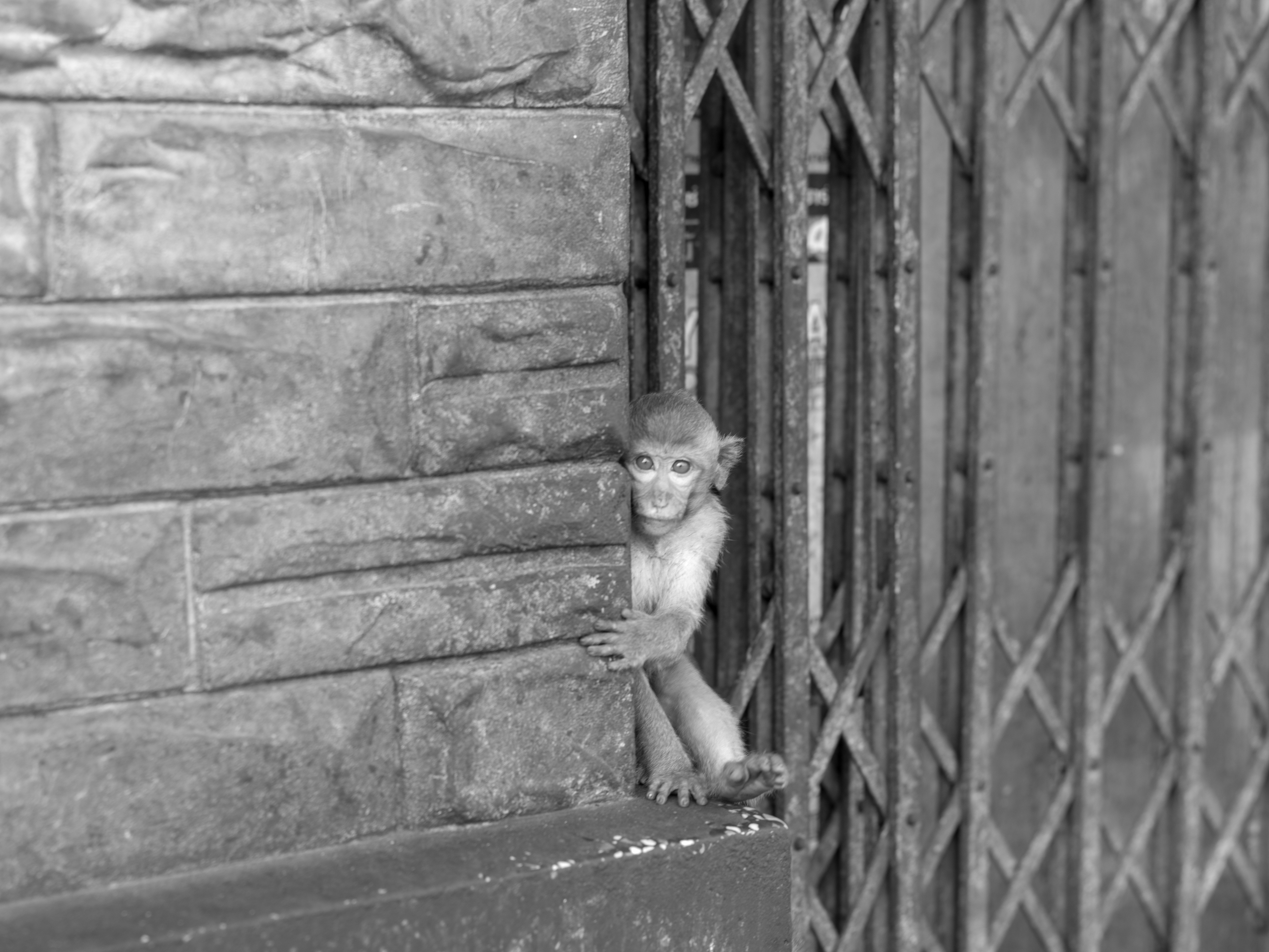 monkey-on-the-streets