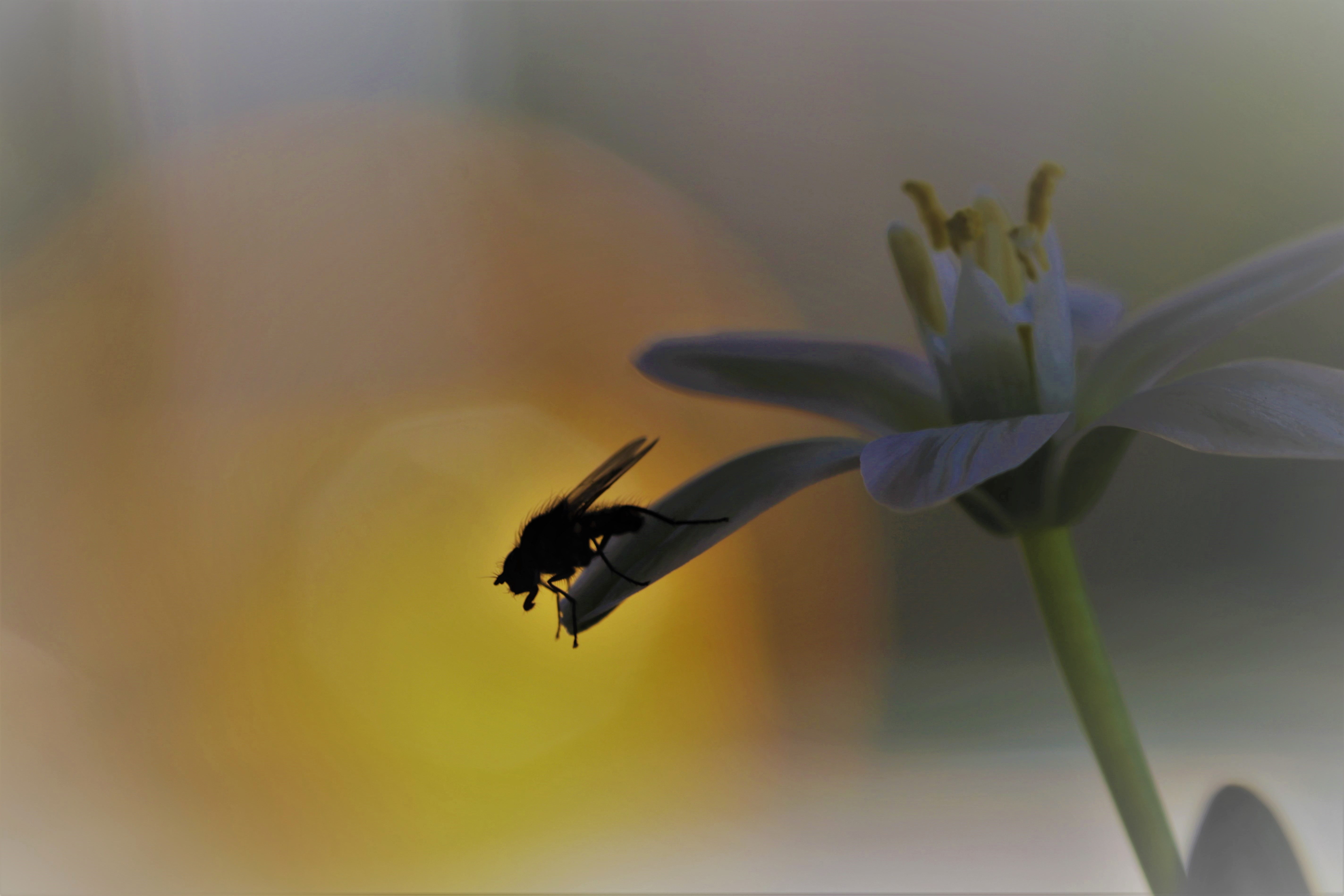 vliegje-in-de-zon