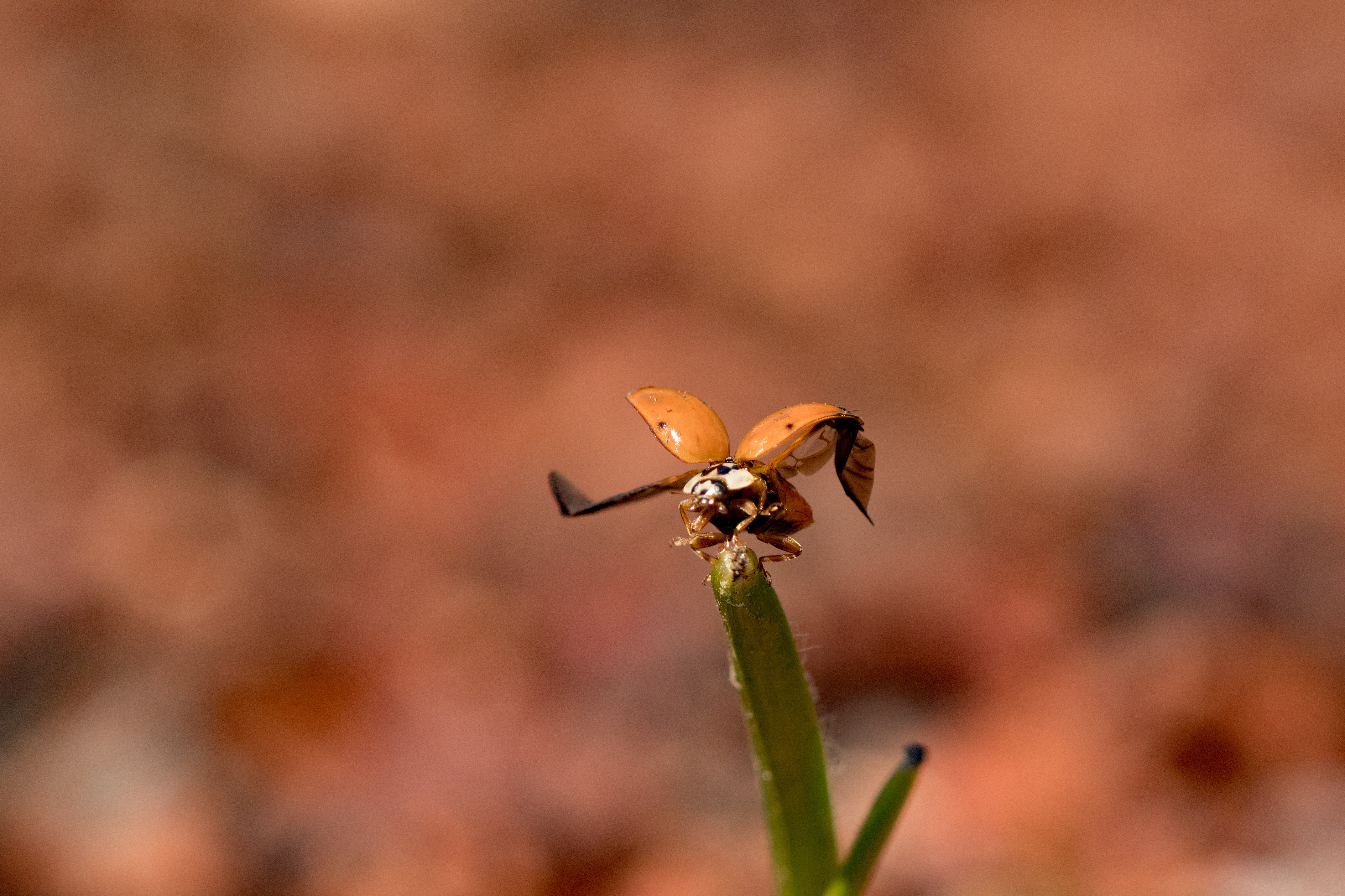 ready-for-take-off-3