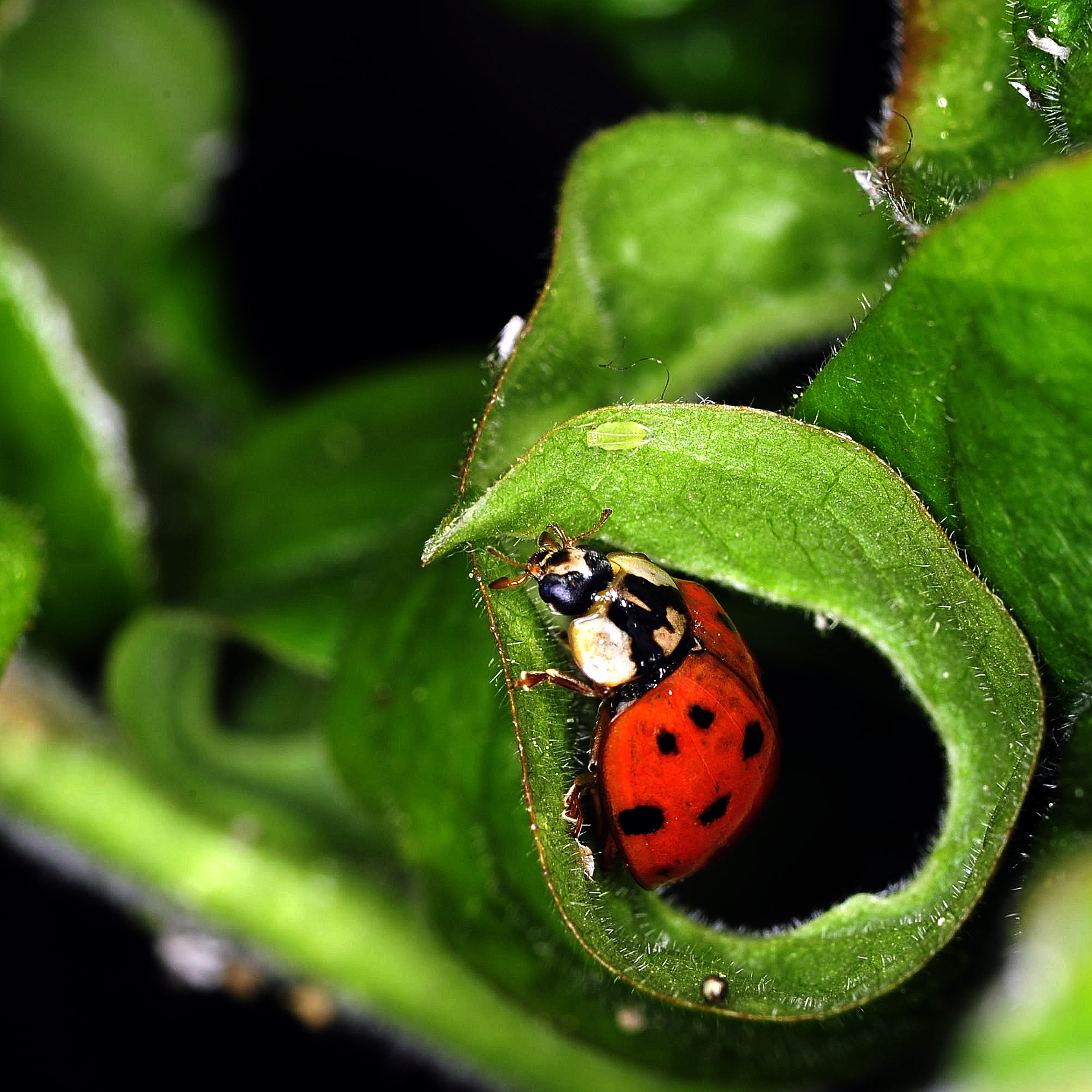 olh-beestje-op-mispel