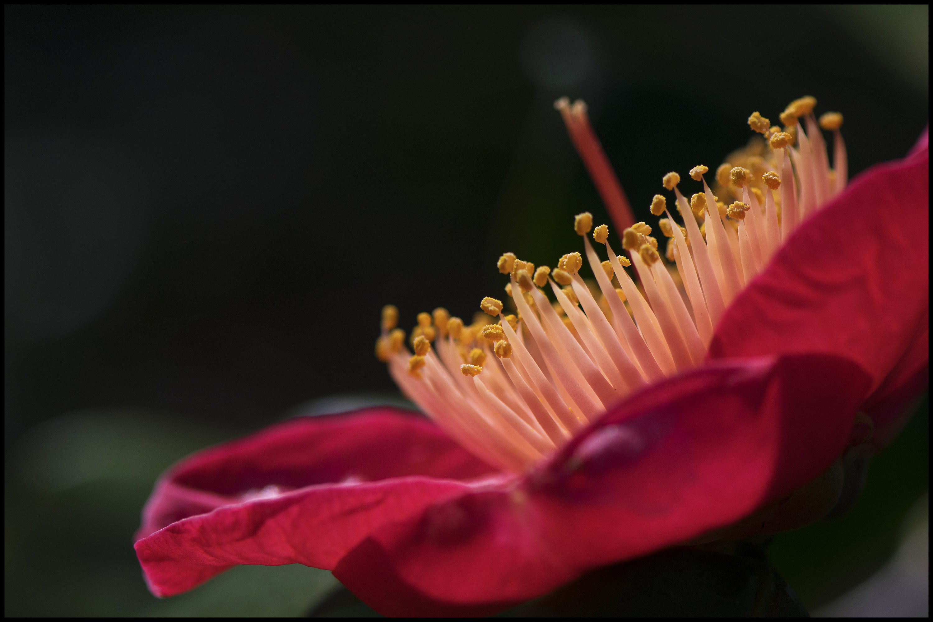 little-sticks-on-a-red-flower