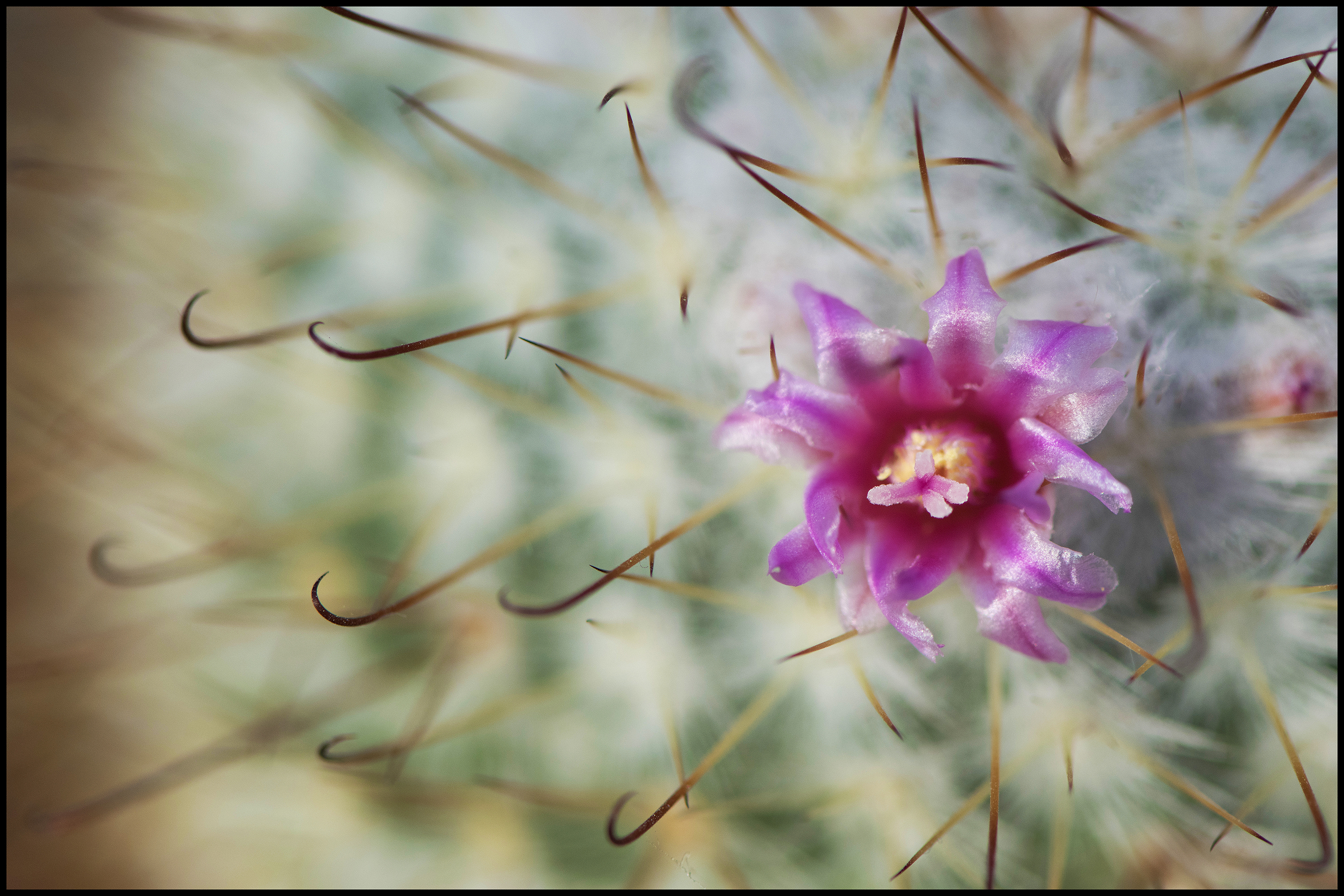 cactusflower