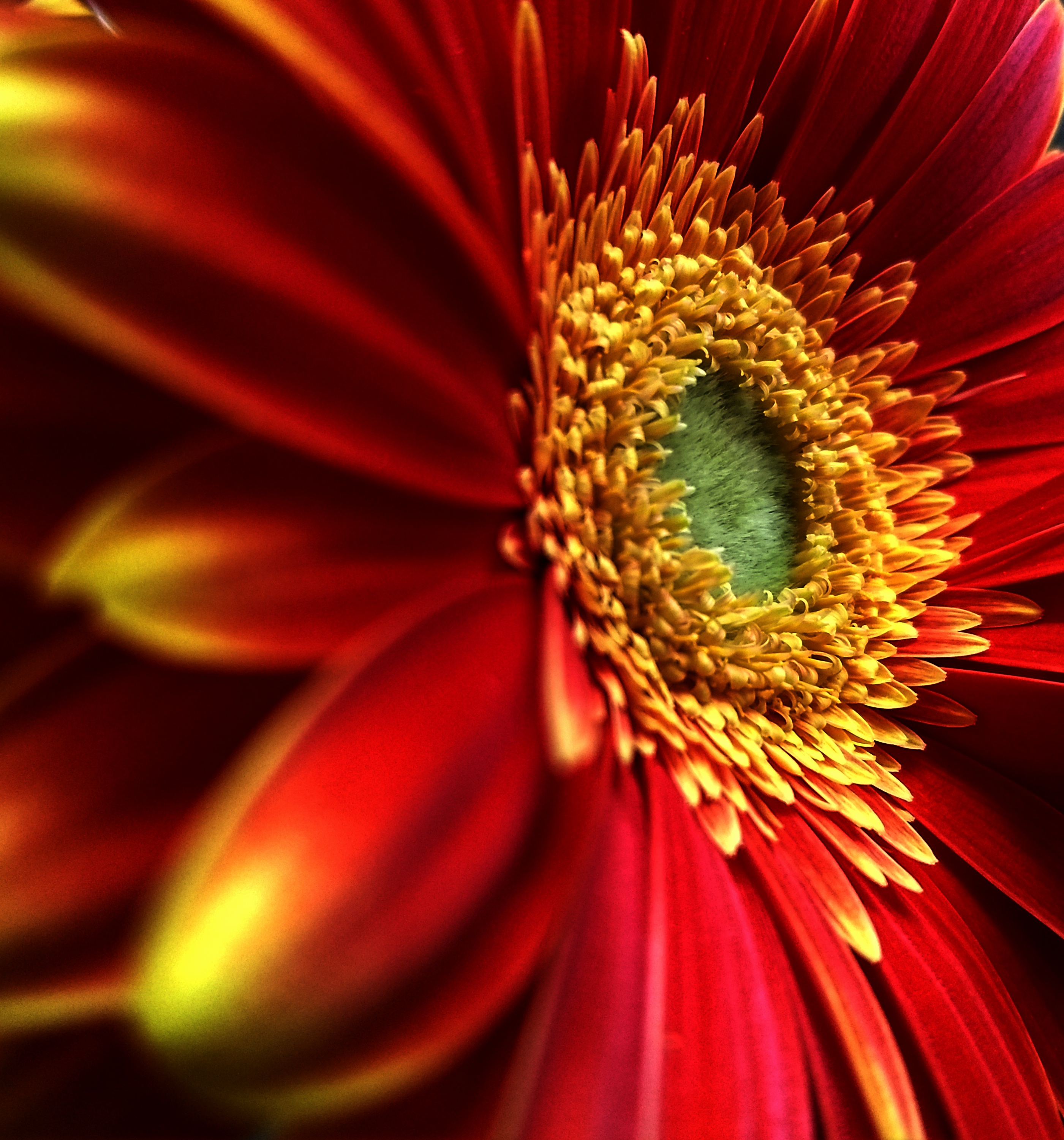 chrysant-1