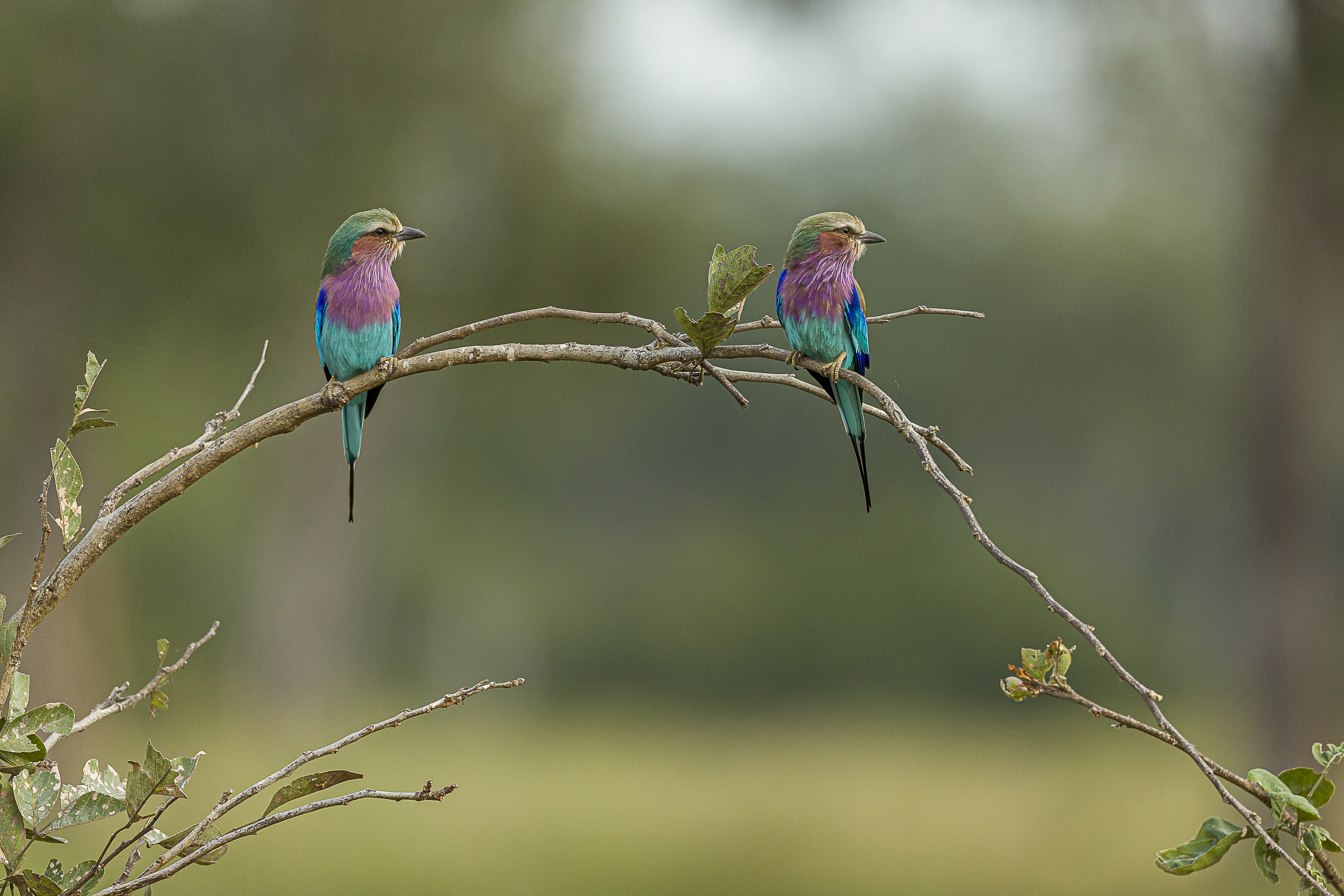 wildlife-fotografie-dieren-fotograferen