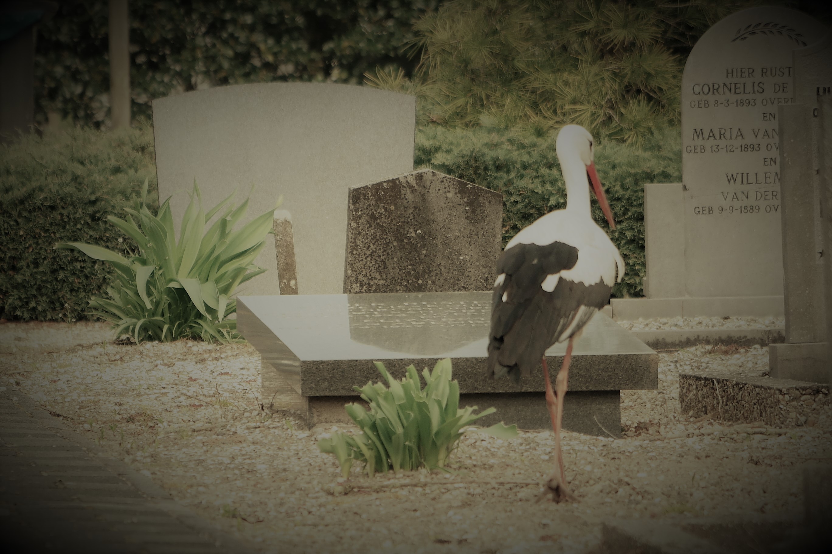 hoe-dichtbij-staat-de-geboorte-bij-de-dood