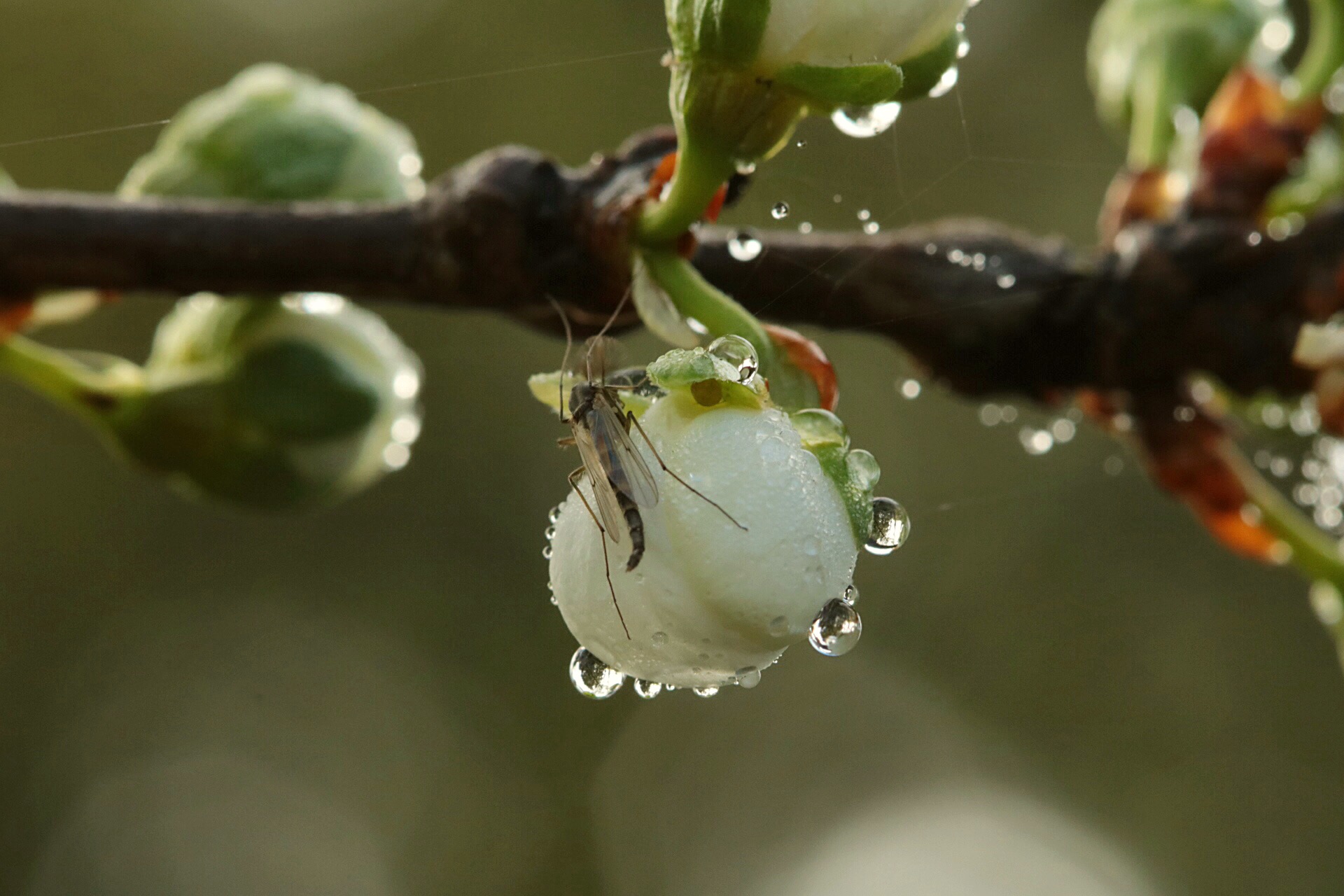 ochtend-dauw-op-de-bloesem