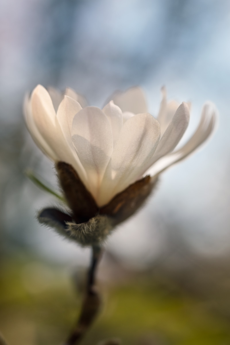 magnolia-in-de-schemering