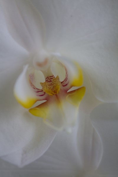 hart-van-een-orchidee