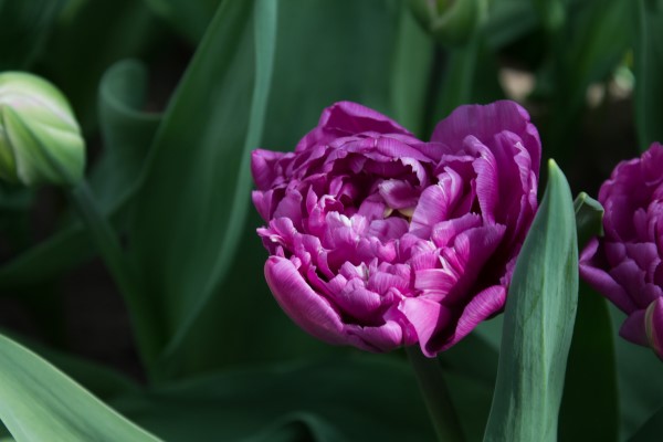 dubbele-tulp