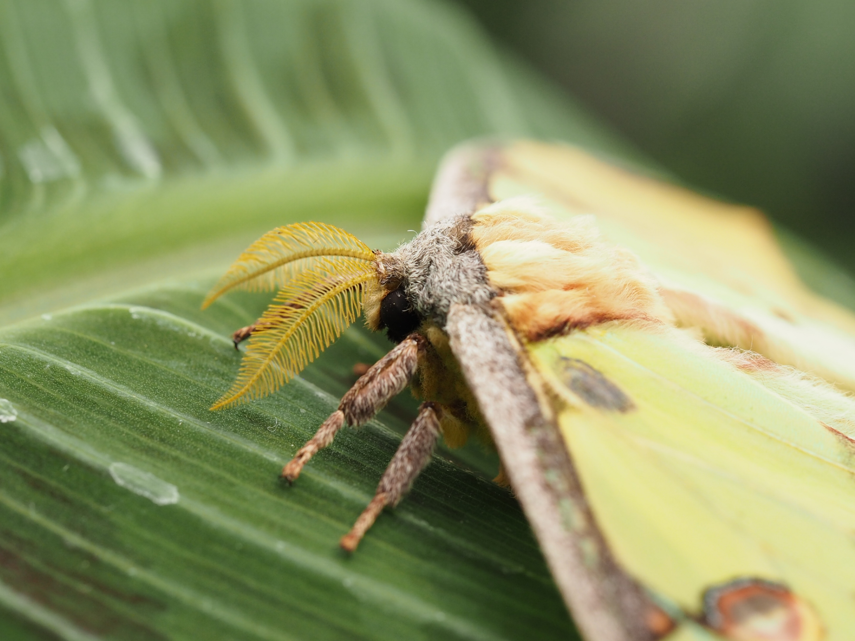 komeetstaartvlinder-argema-mittrei