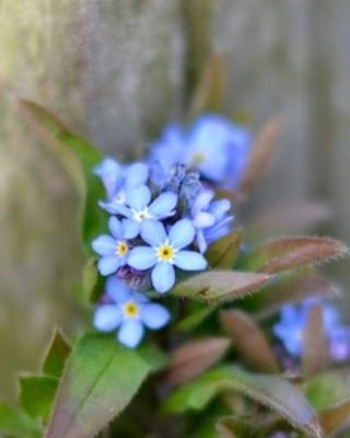 vergeet-mijn-nietjes