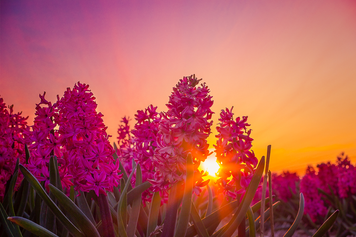 zonsondergang-tussen-de-hyacinten