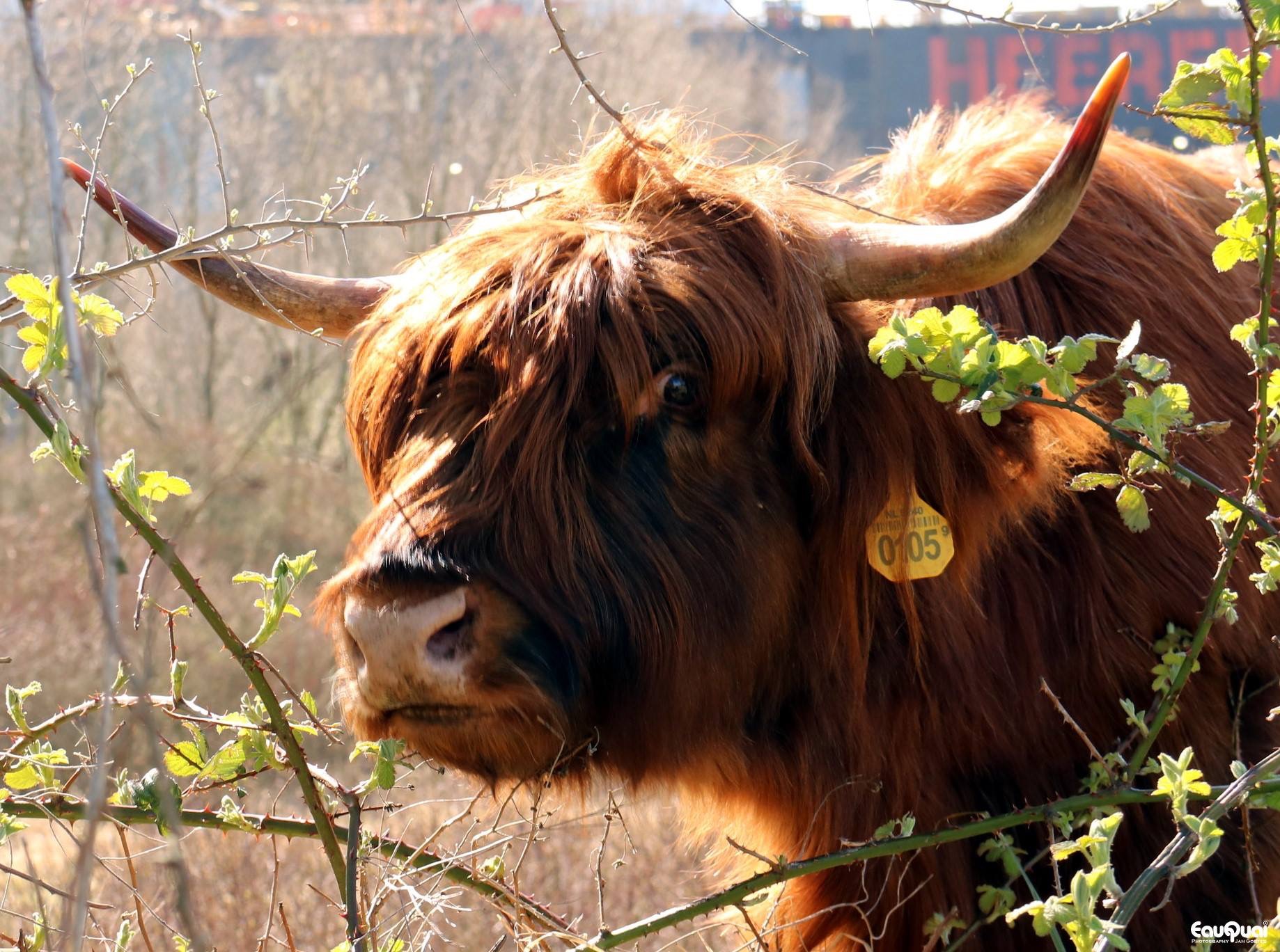 schotse-hooglander-1