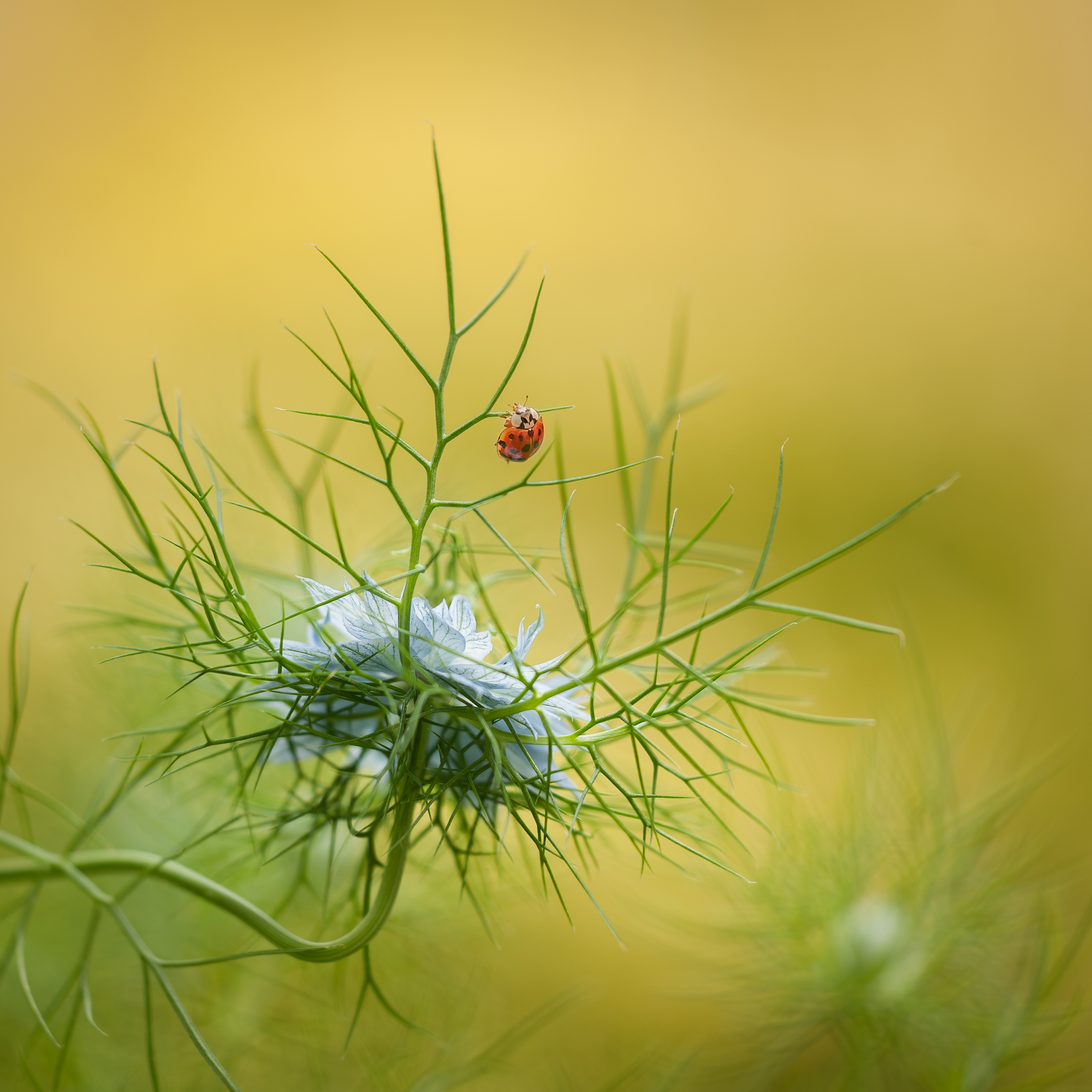 juffertje-in-het-groen