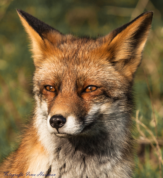 portret-van-een-vos-1