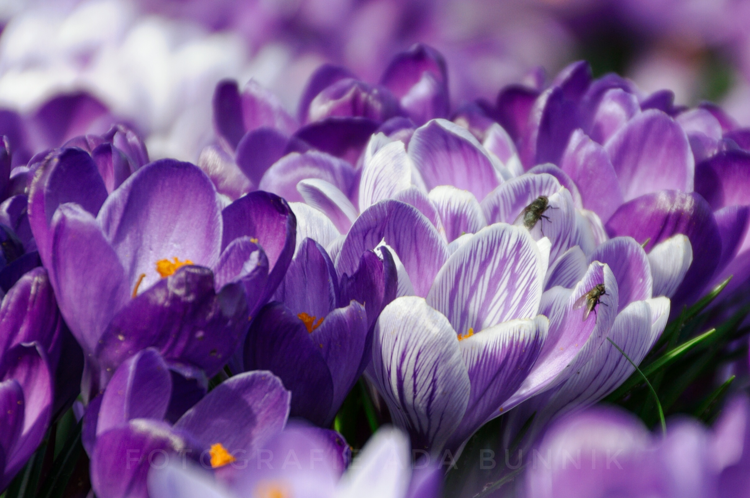 uitgelicht-spring-is-in-the-air