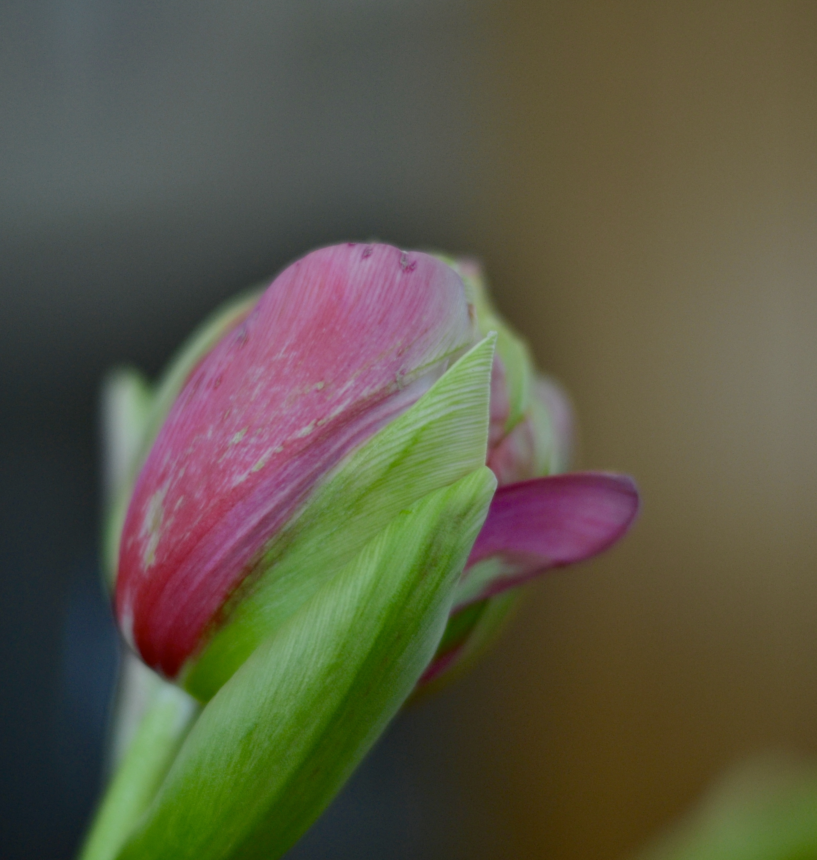 tulp-8