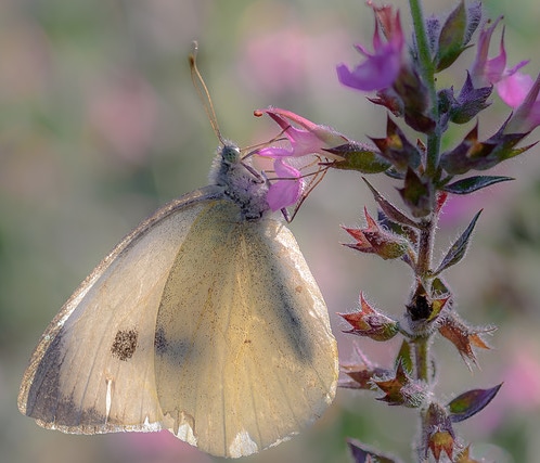 doorschijnend-koolwitje