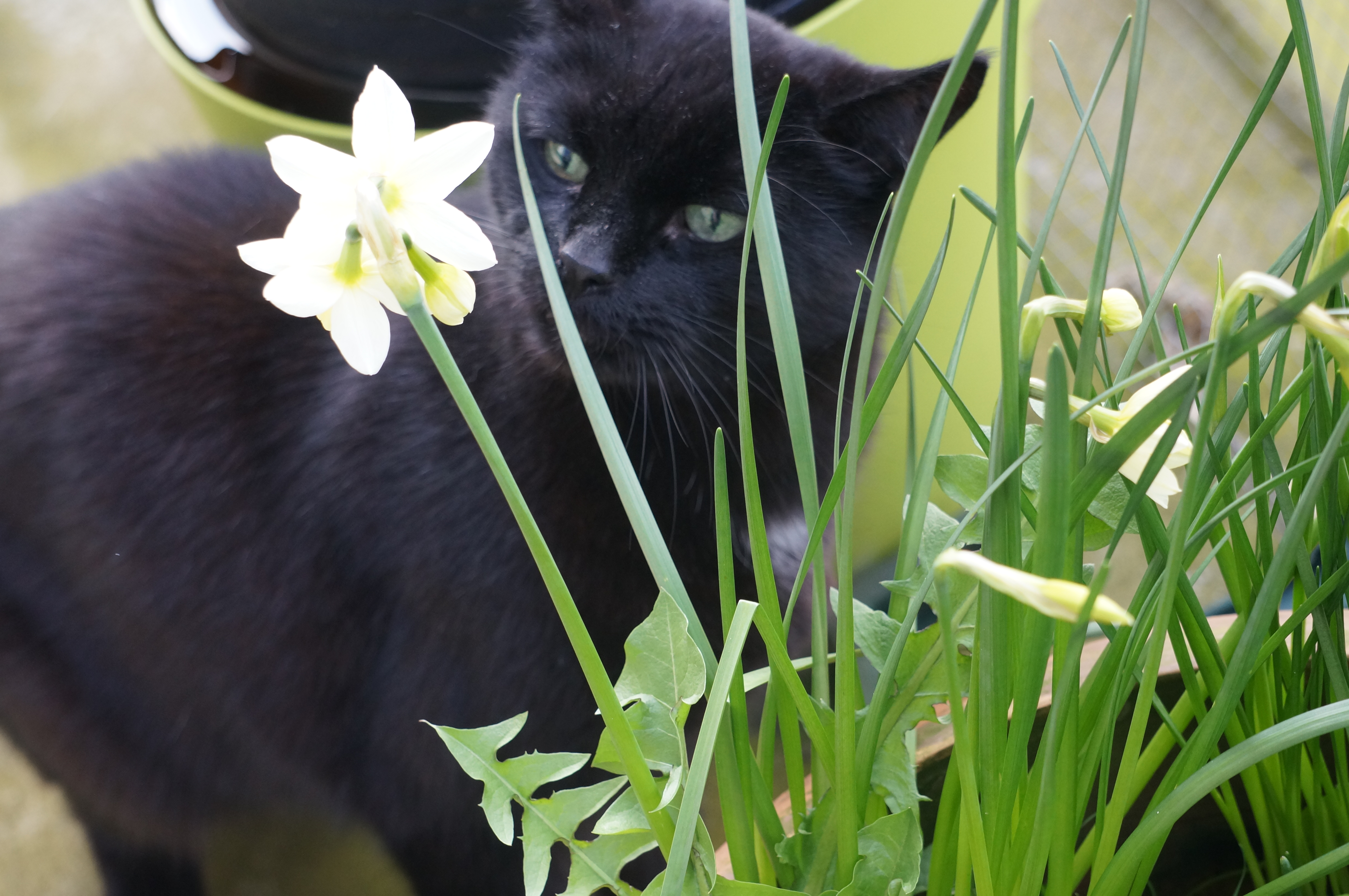 cat-and-daffodil