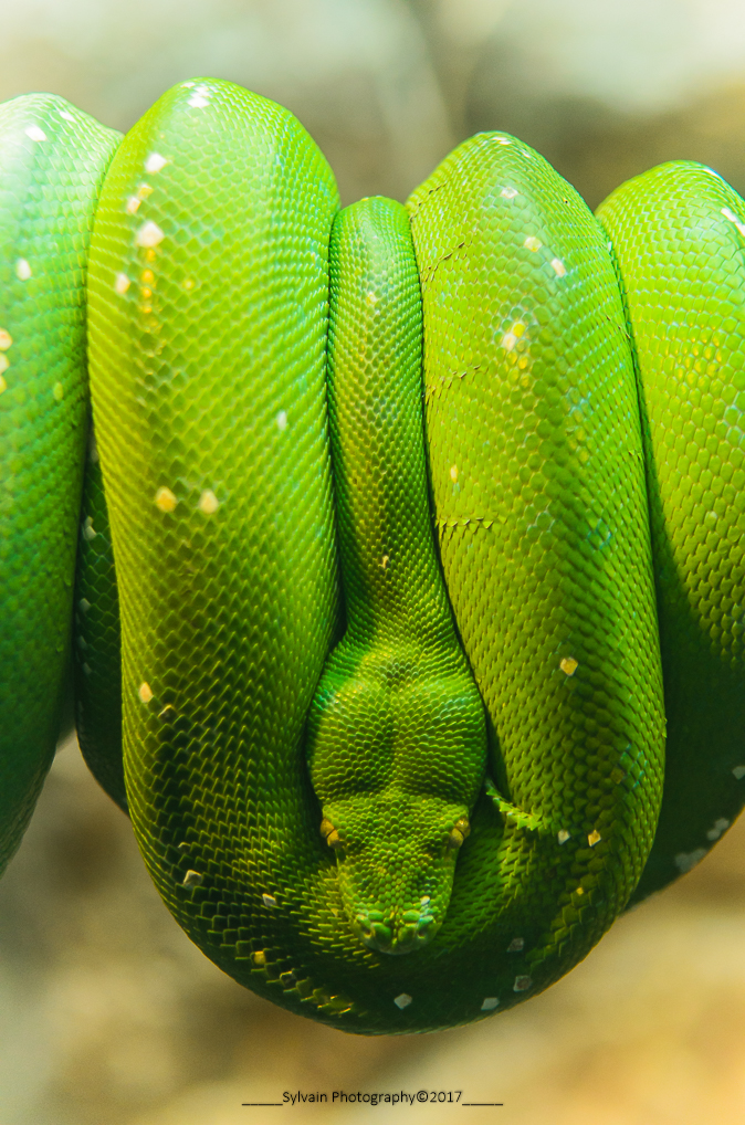 groene-boom-python