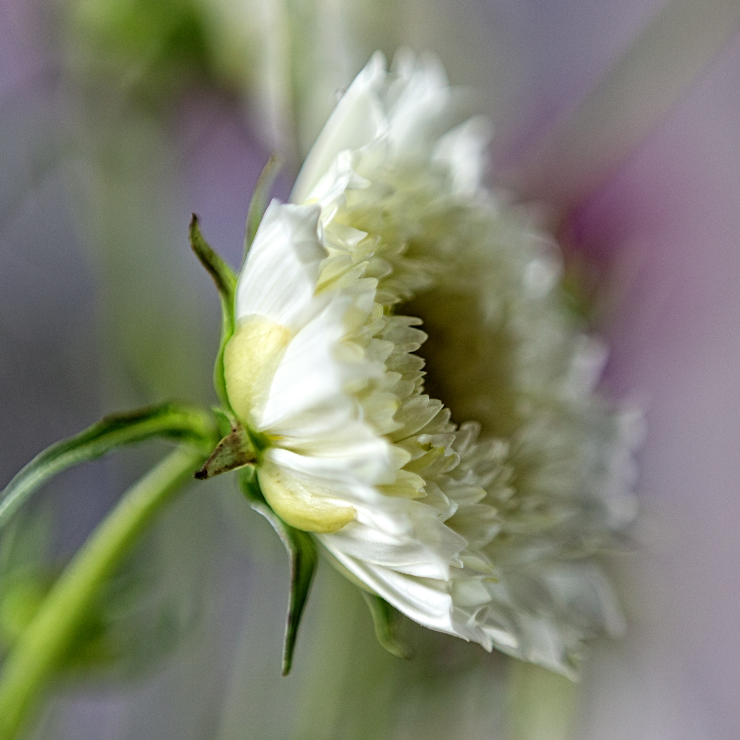 bloem-uit-de-pluktuin