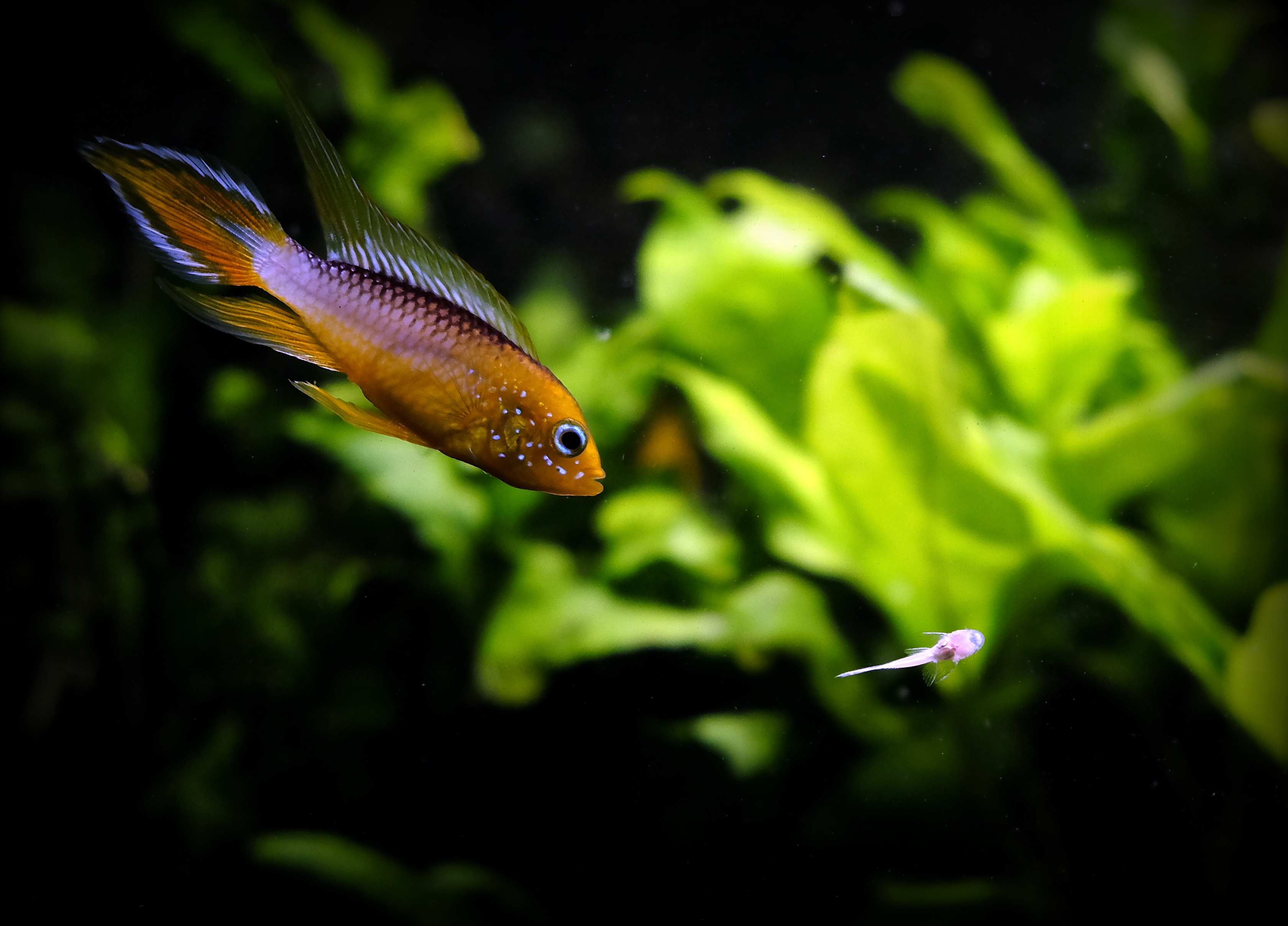 apistogramma-agassizii-%E2%80%9Cfire-red%E2%80%9D-in-de-aanval