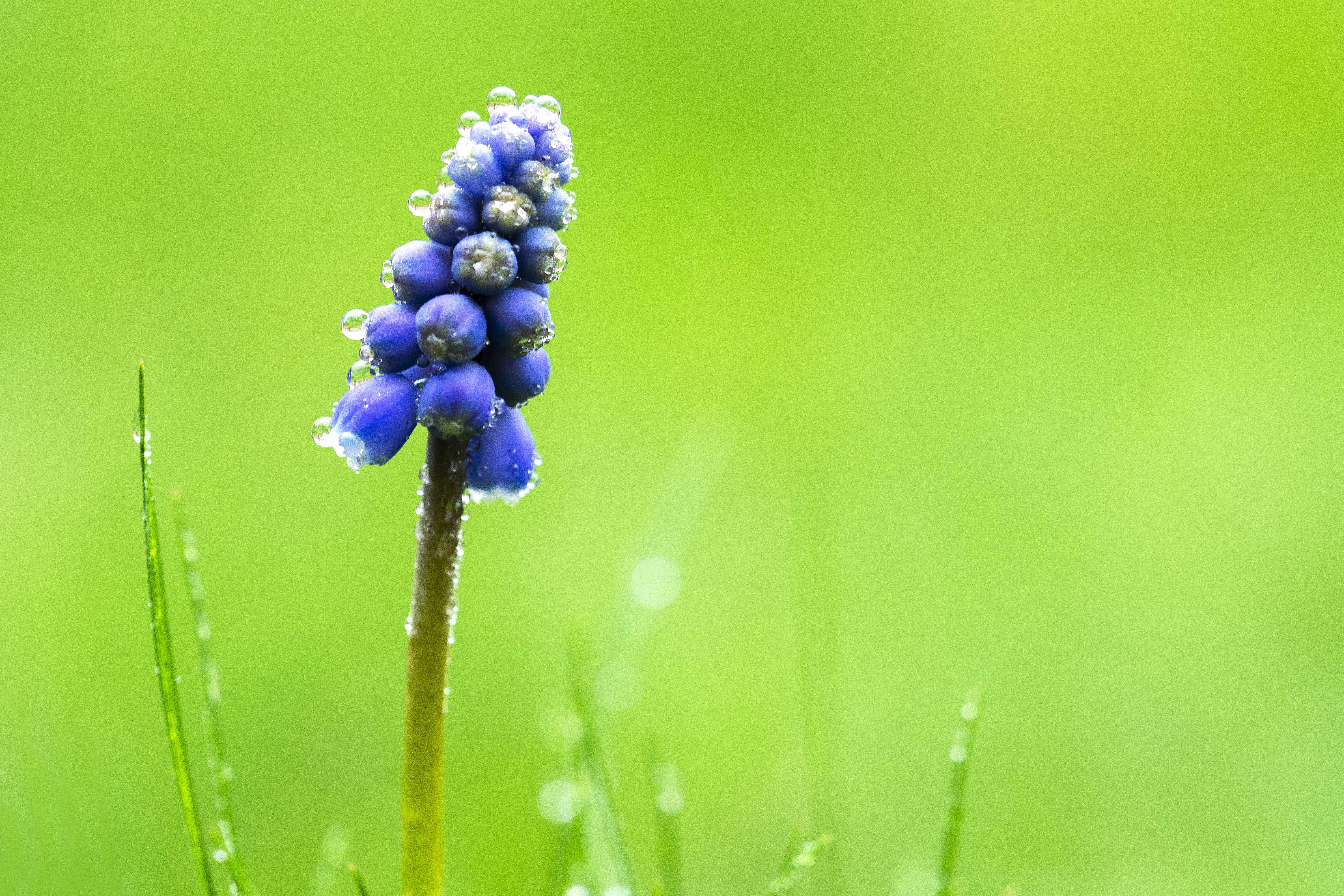 muscari-botryoides