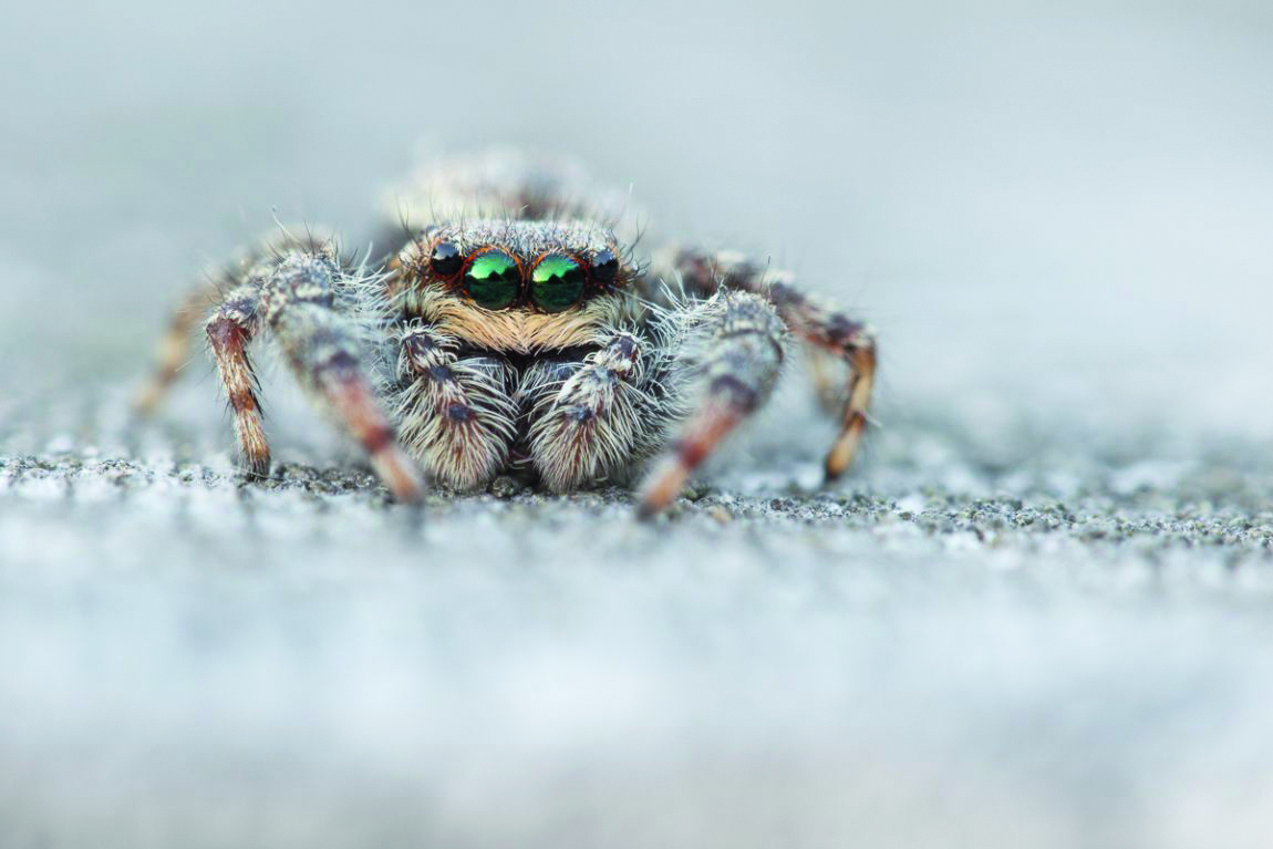 alles-over-macrofotografie-niets-is-wat-het-lijkt
