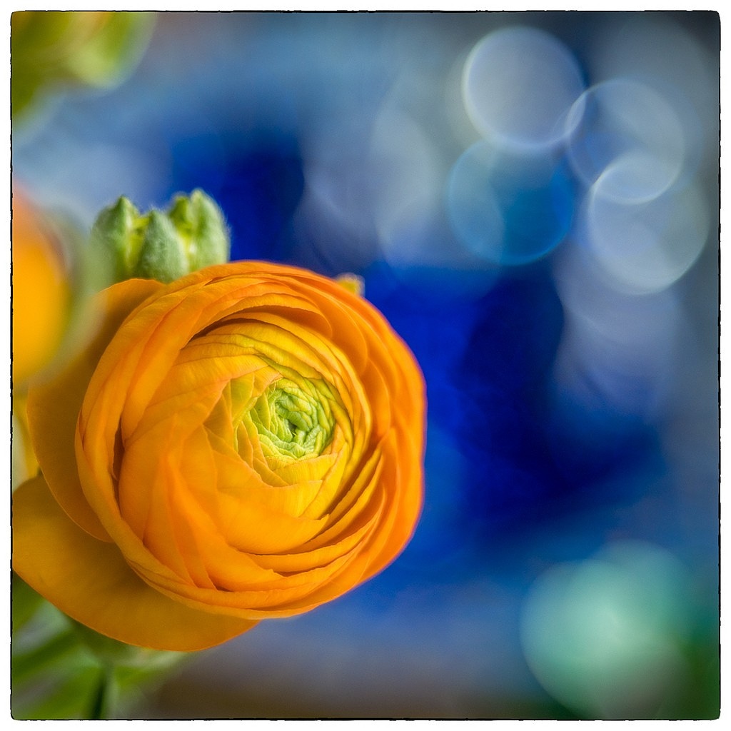orange-flower