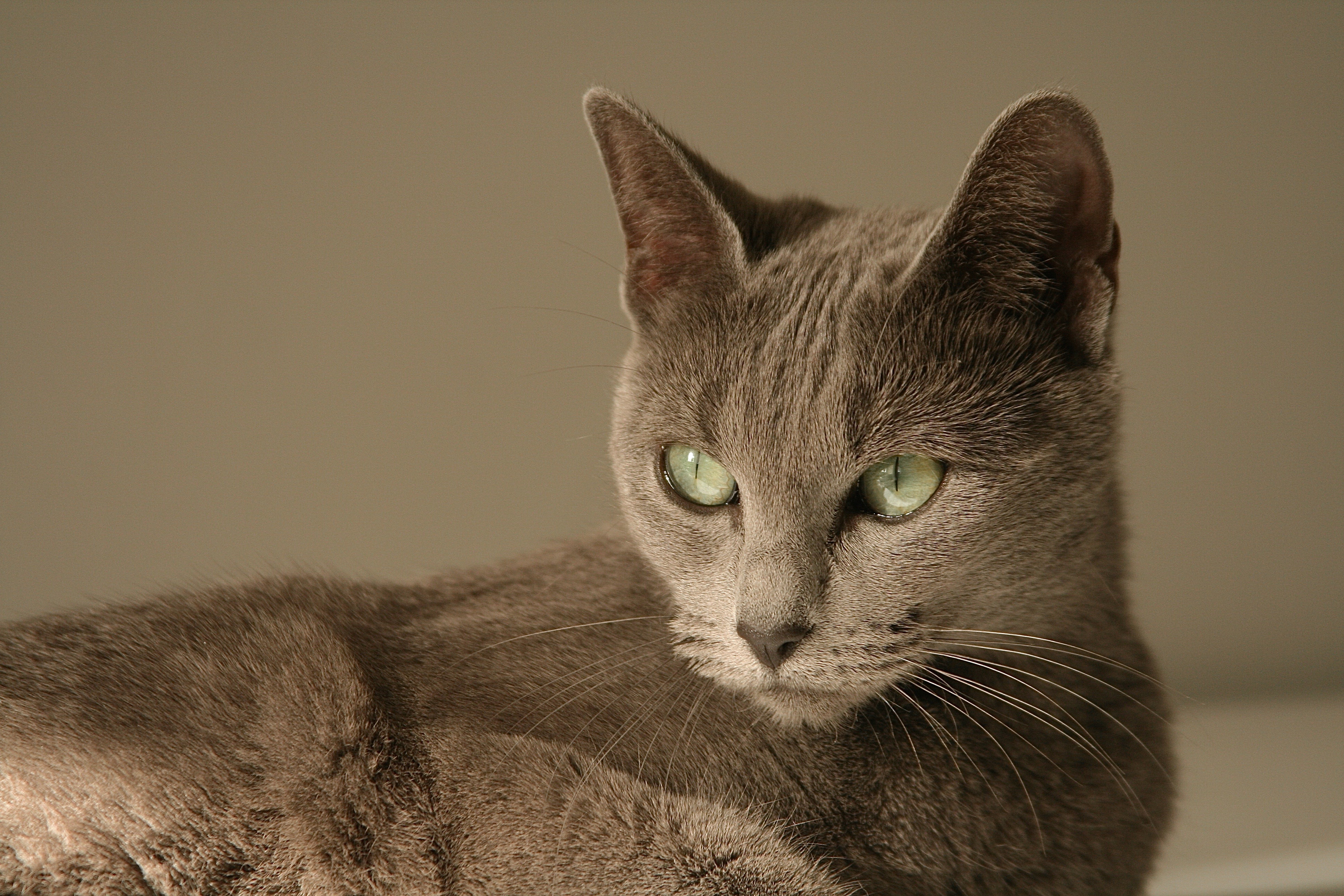 muis-genietend-van-de-zon