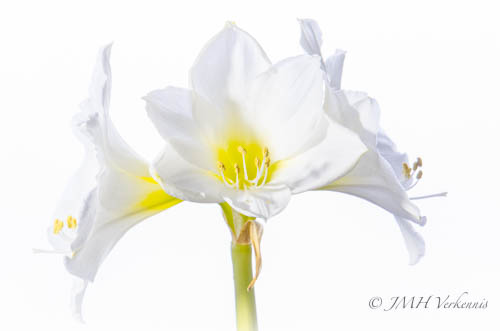 amaryllis-1