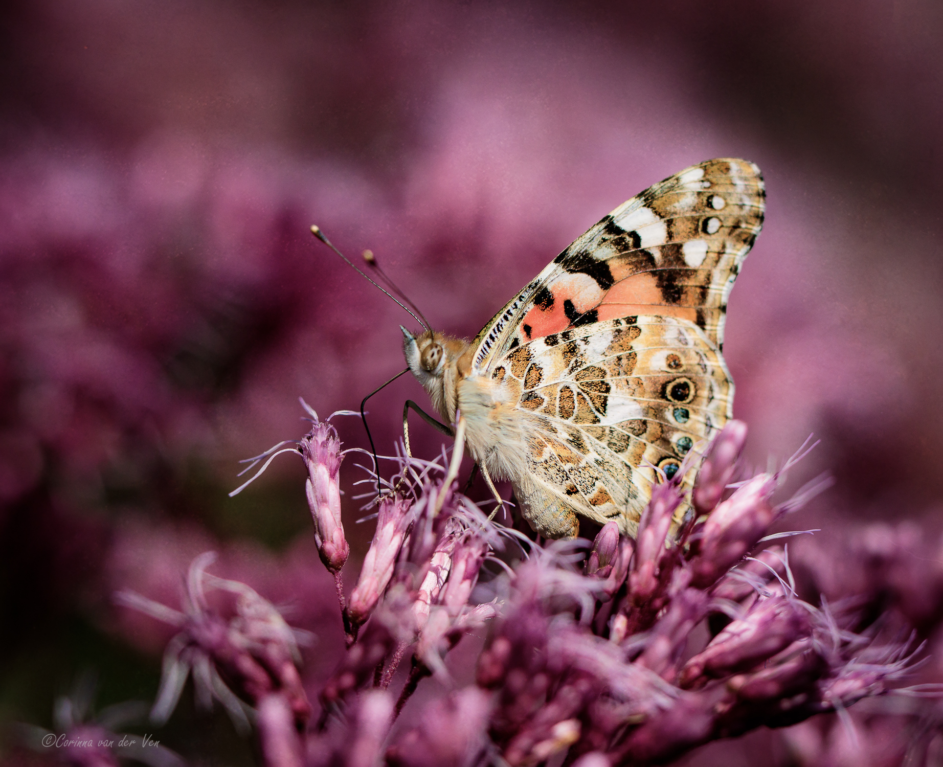 distelvlinder-op-koninginnekruid