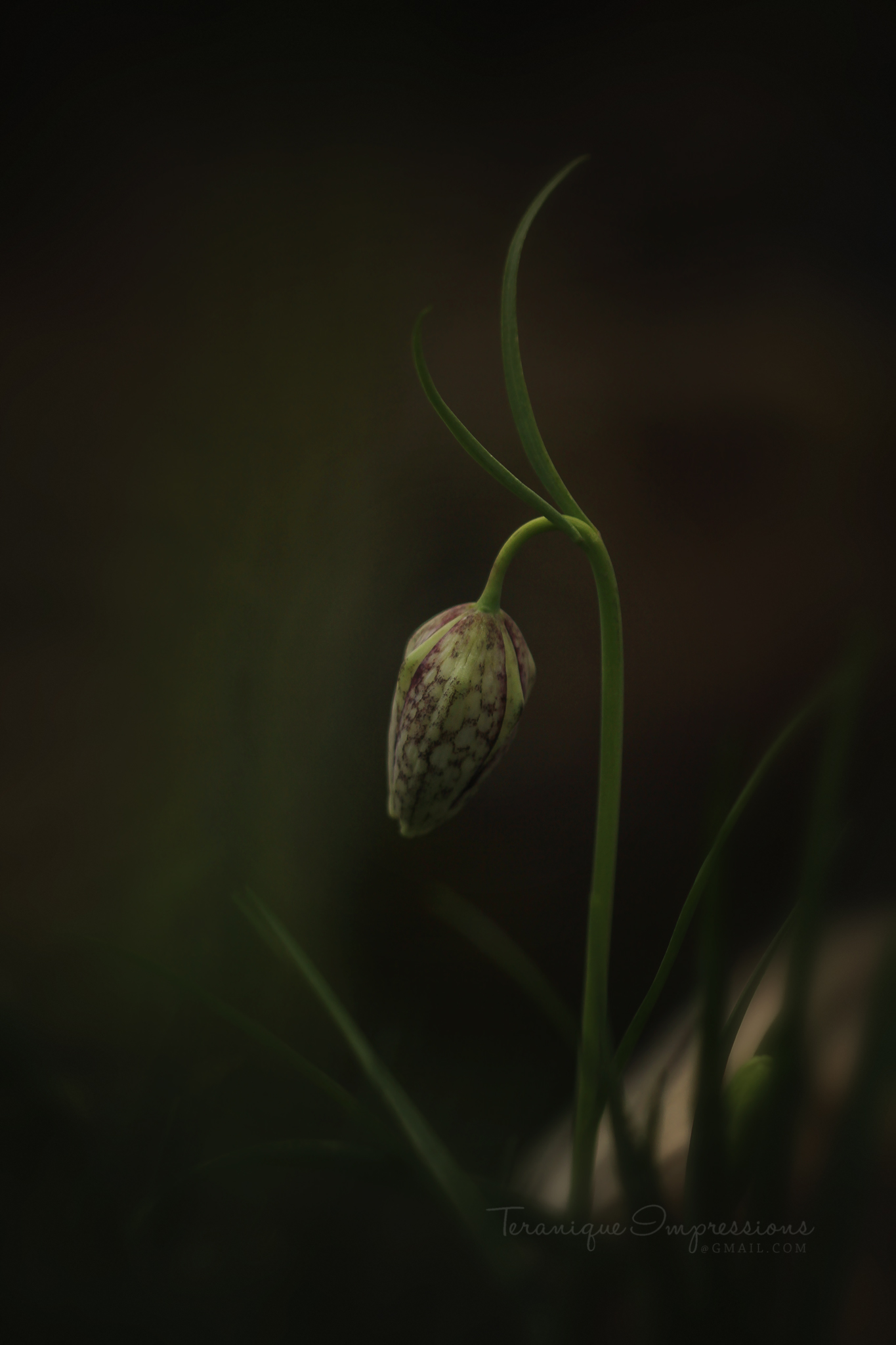 %C3%A9%C3%A9n-kievit