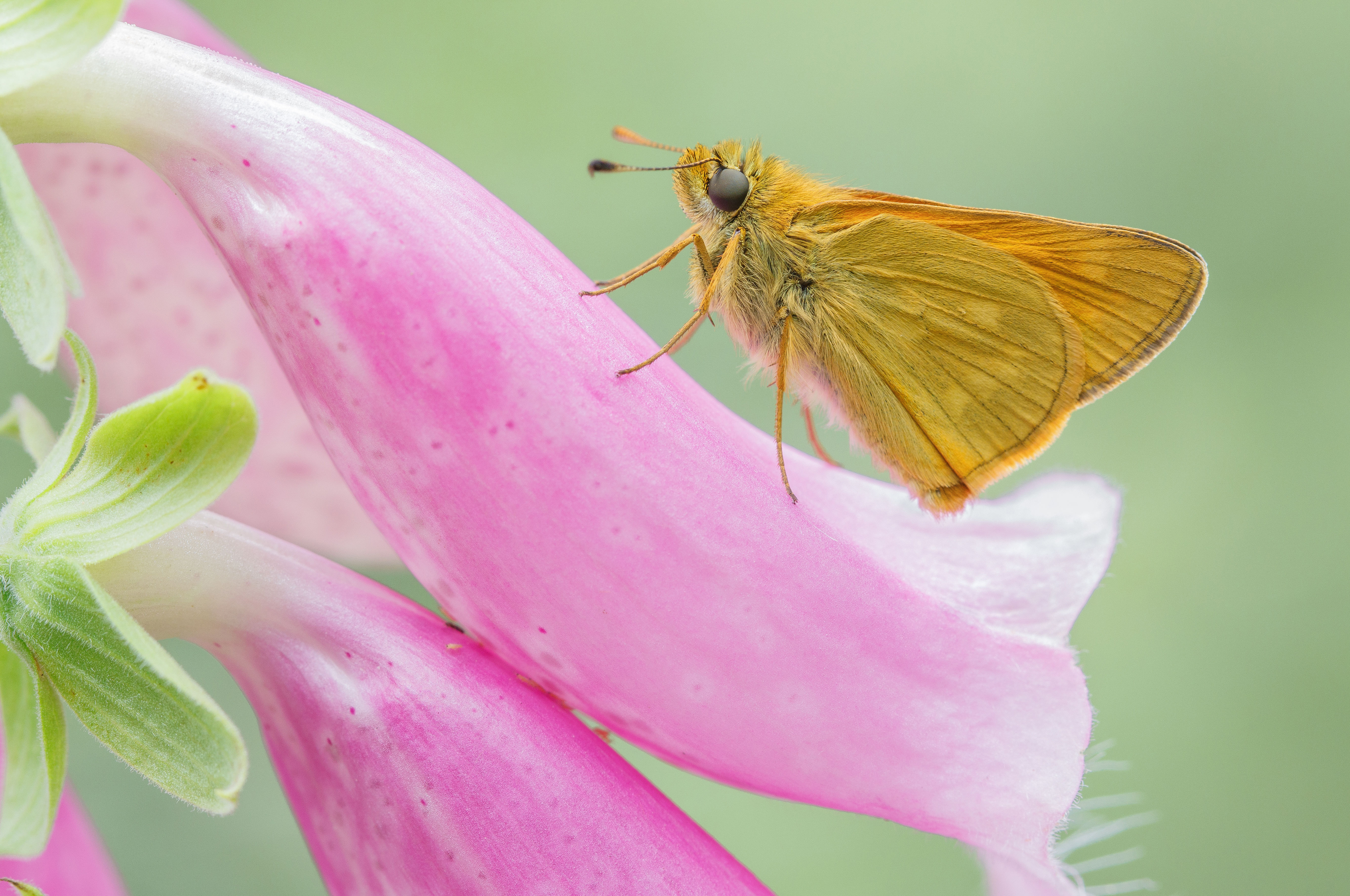 groot-dikkopje-ochlodes-sylvanus