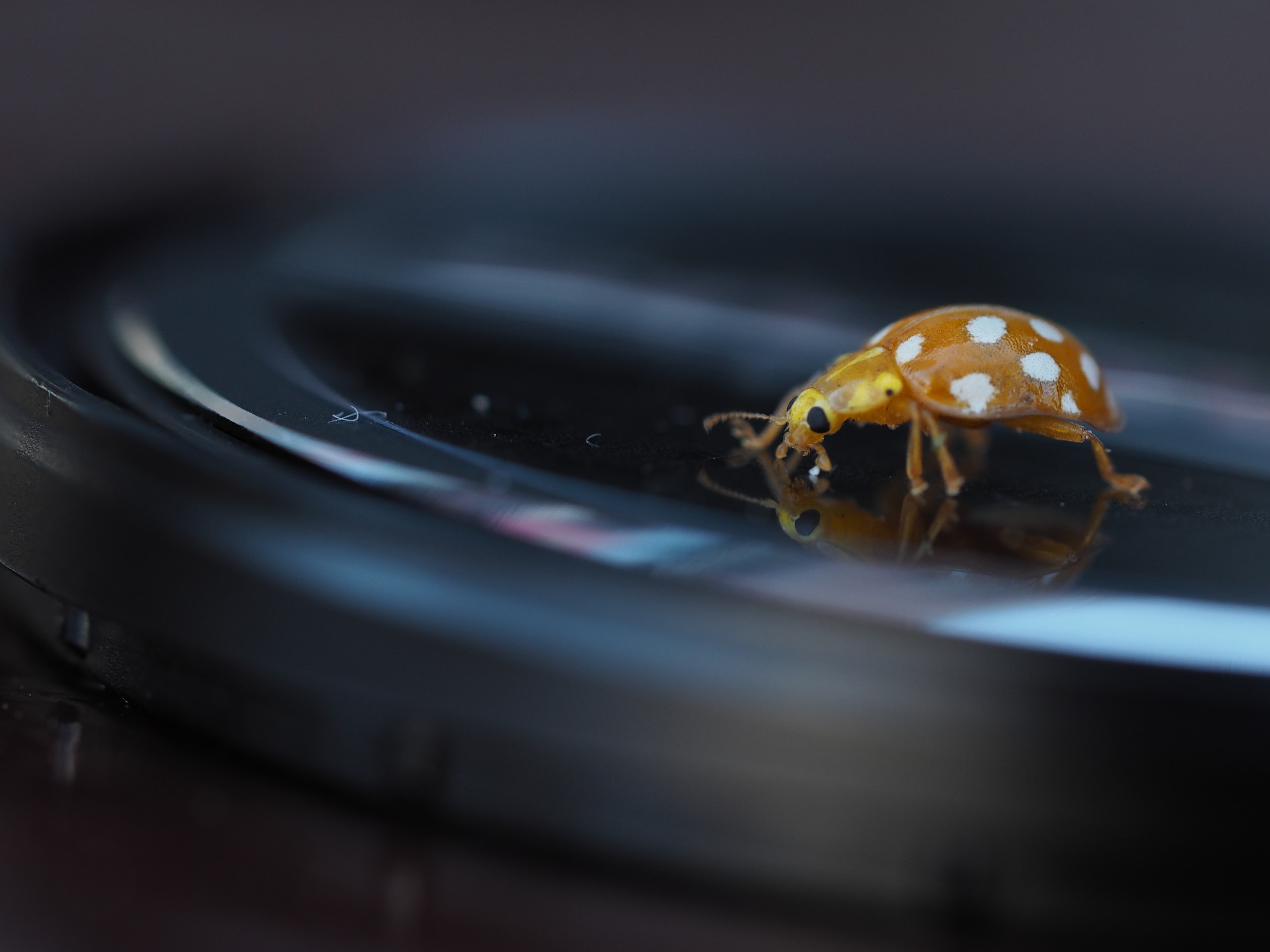 lieveheersbeestje-10