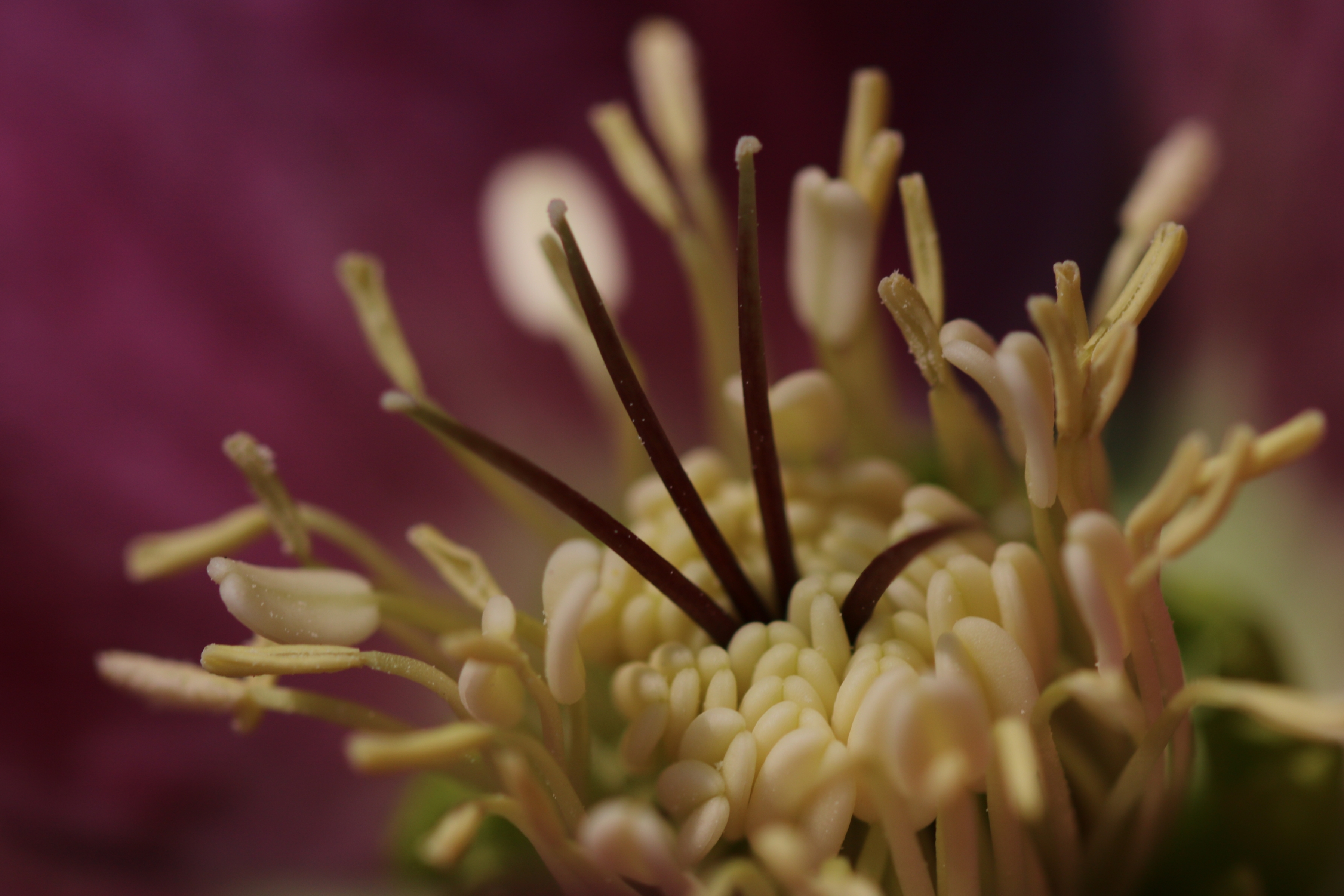 helleborus-purpurascens