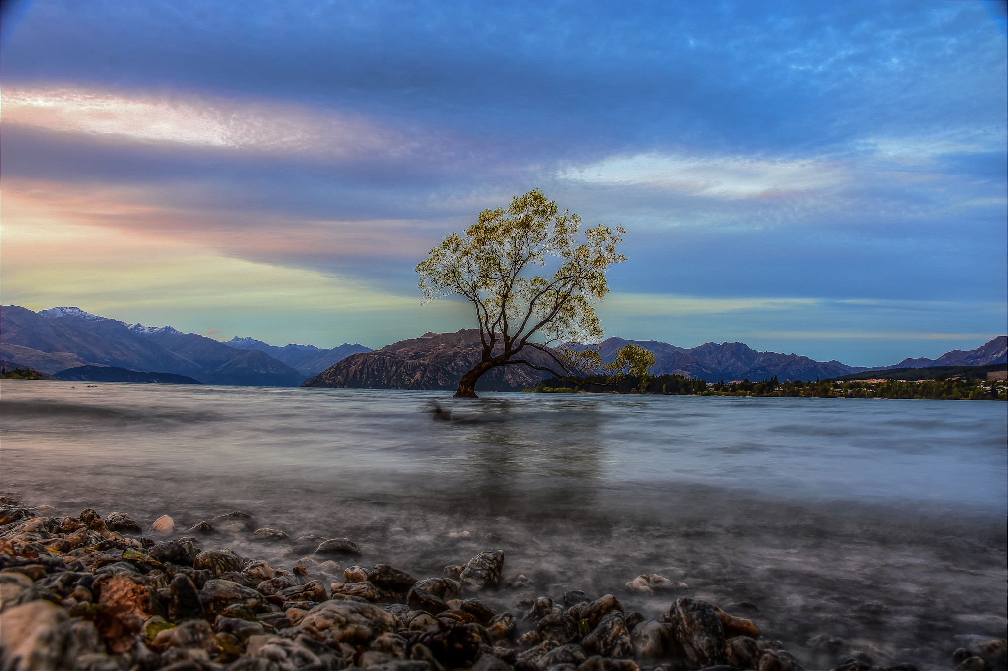 wanaka-tree