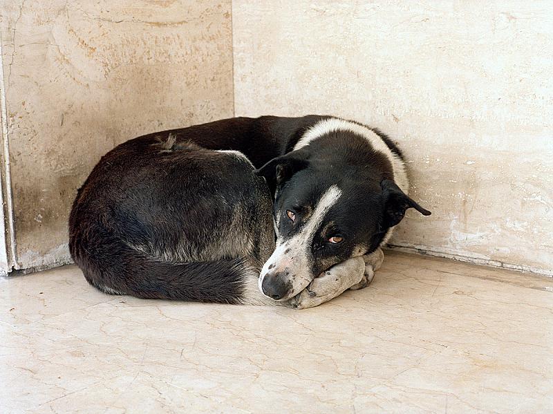 beestachtig-dierenfotografie-en-empathie