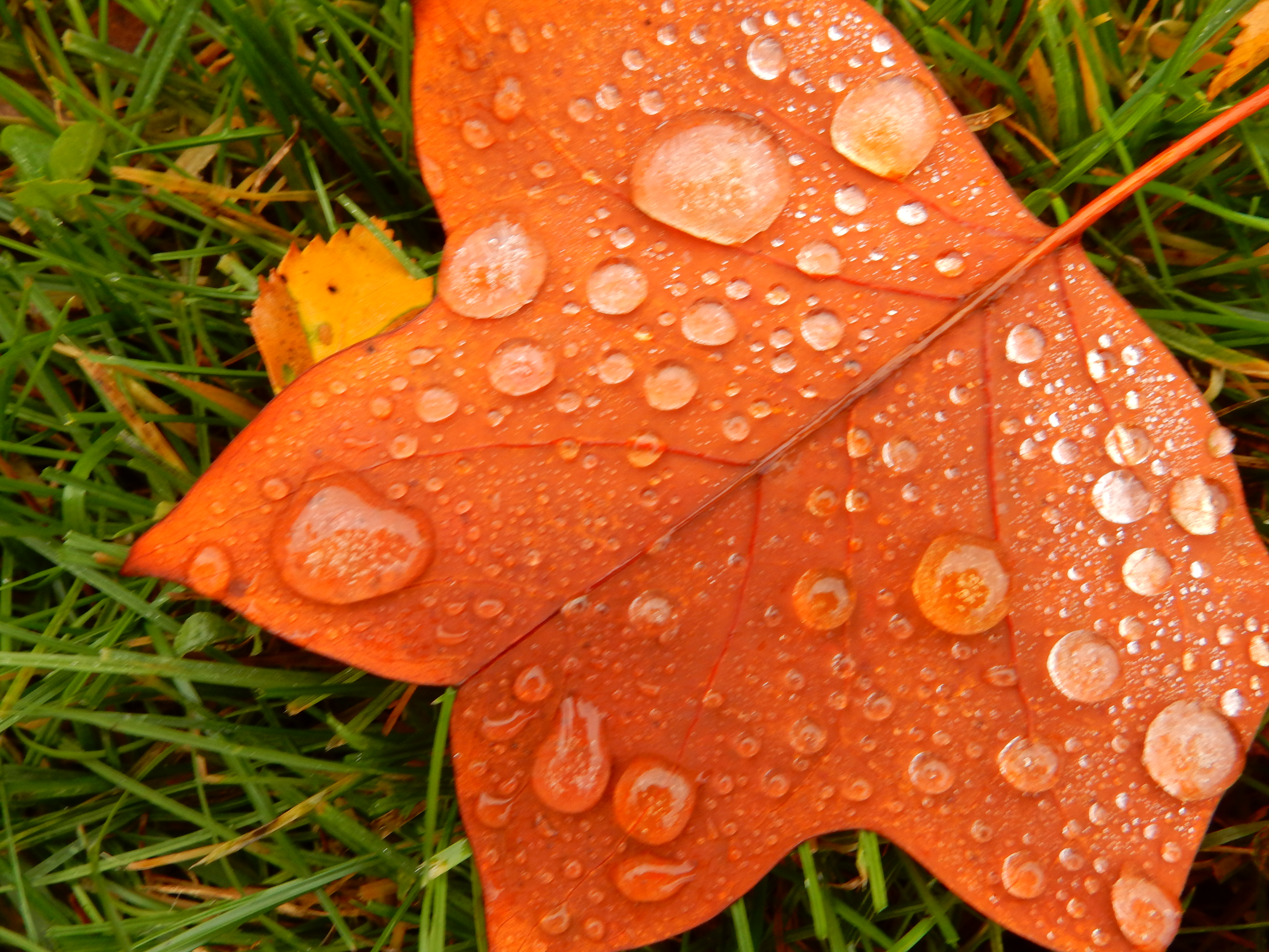 druppels-op-een-blad