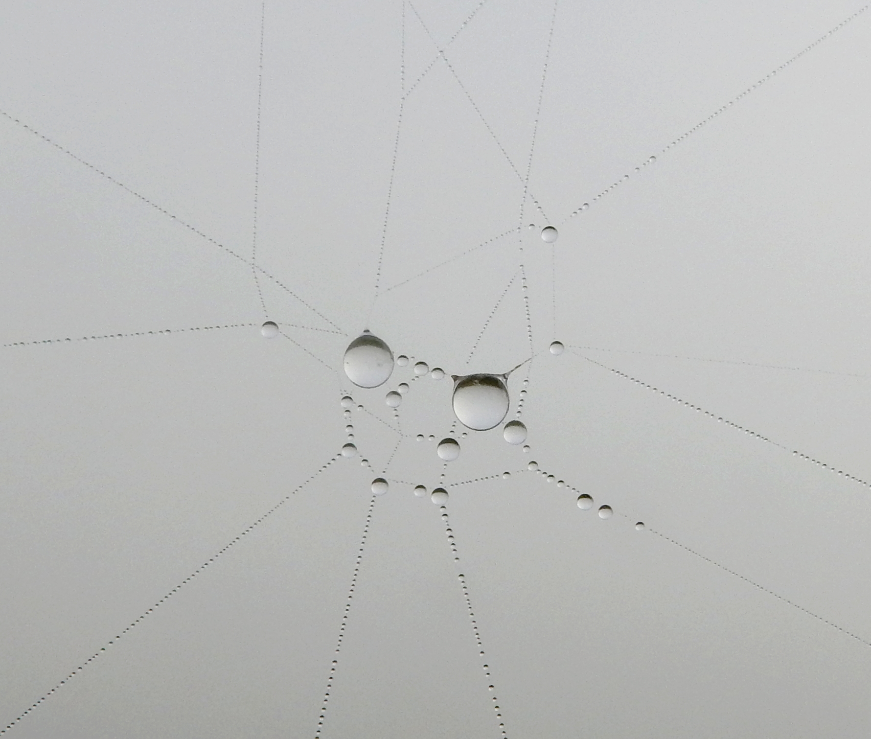 druppels-in-een-spinnenweb