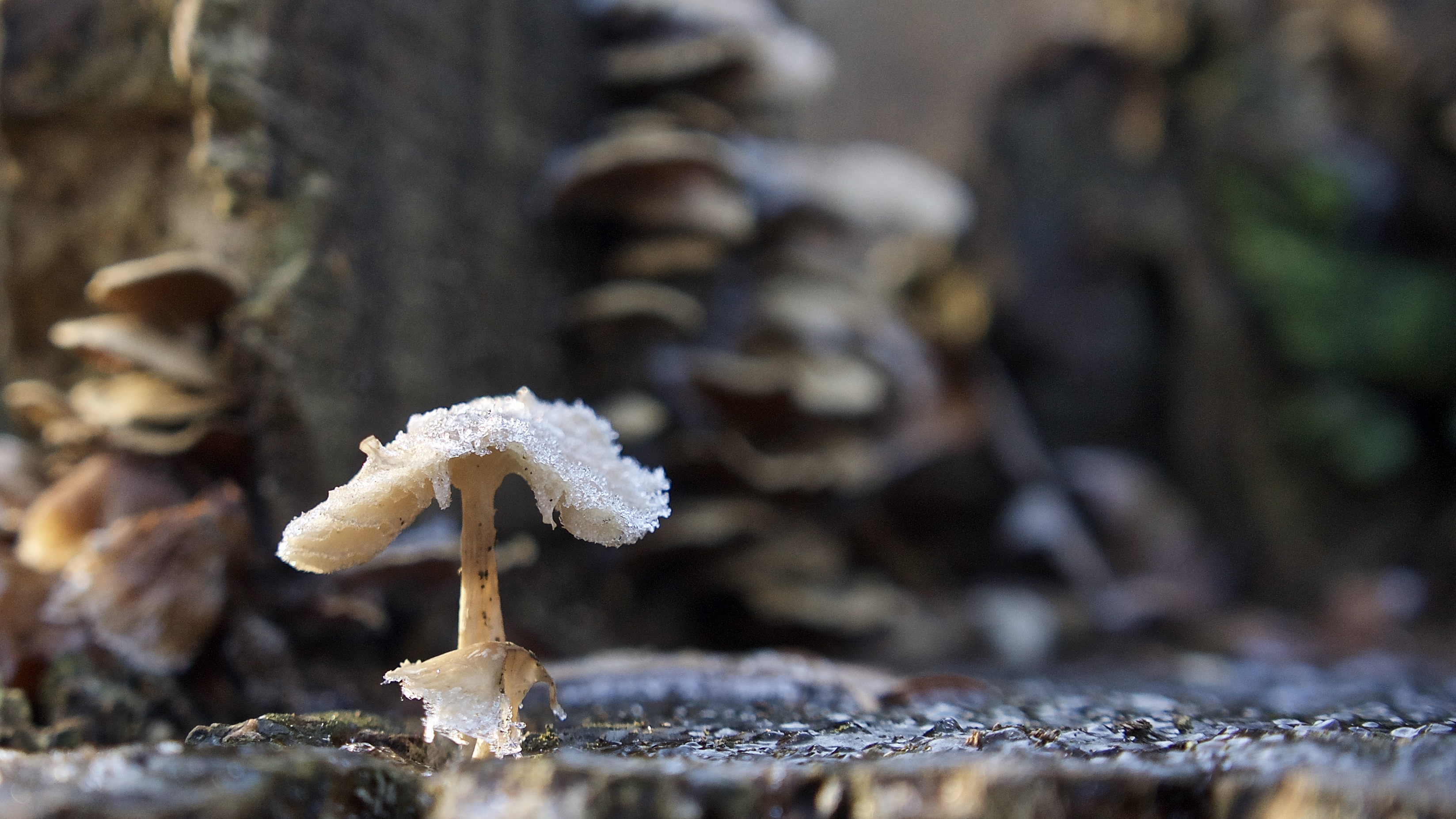 from-the-frogs-point-of-view