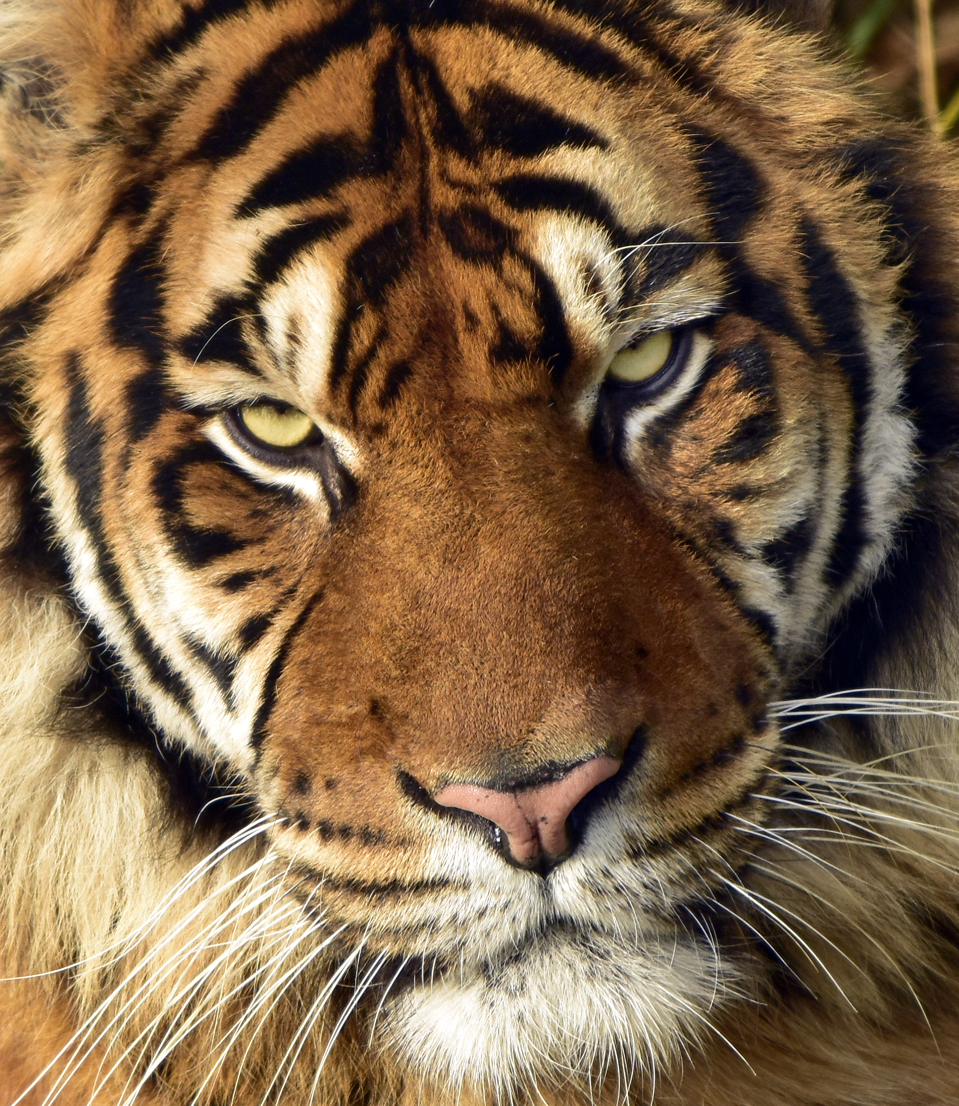 tiger-not-having-his-day