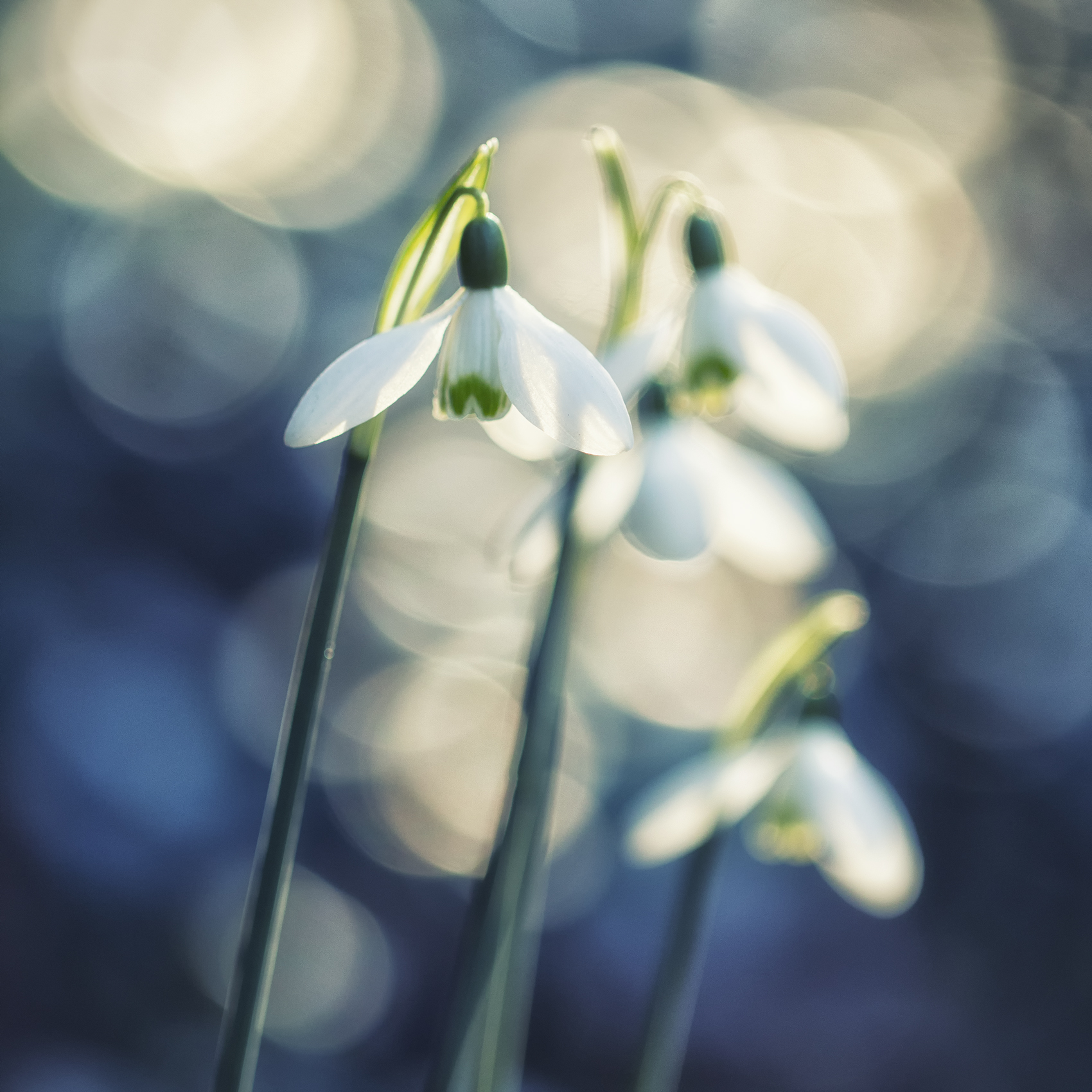 first-sign-of-spring