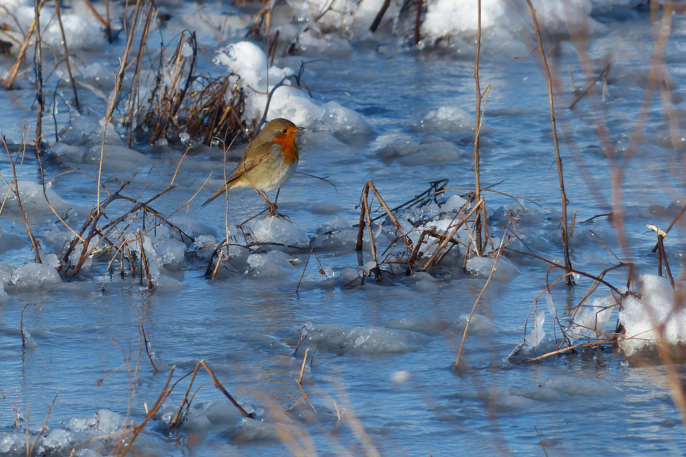 red-robin-with-cold-feet