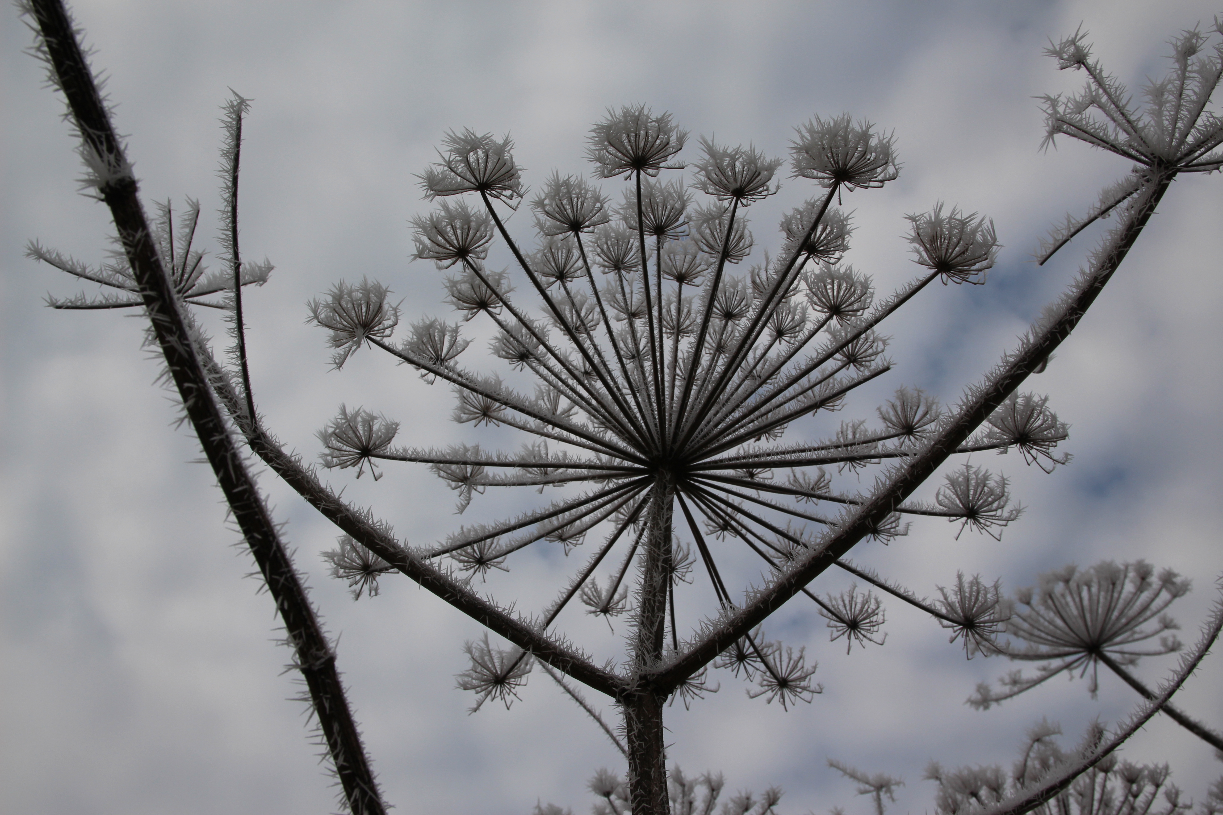 berenklauw-in-winterbloei