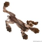 winter-wonderland-dogs-playing