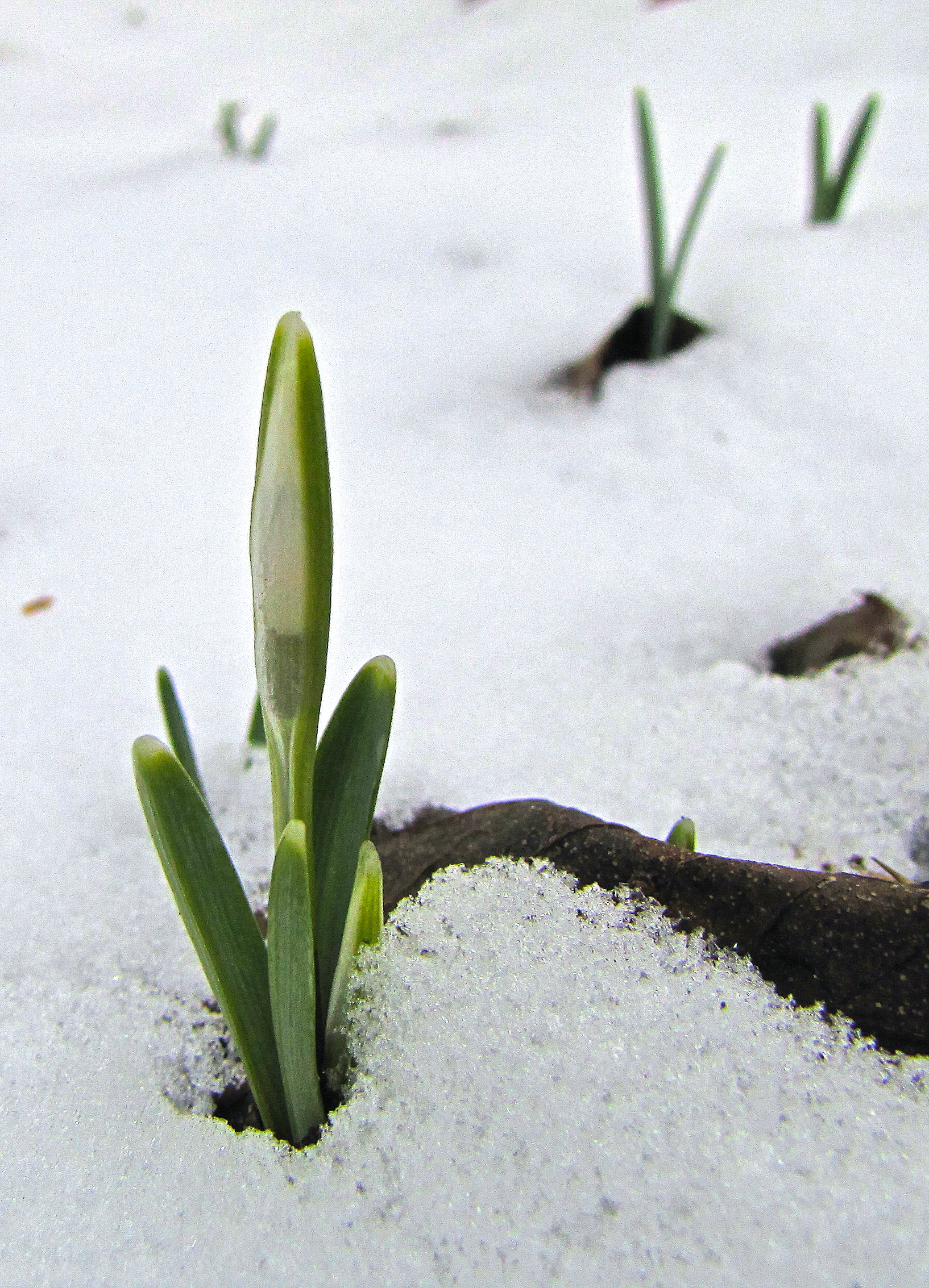 voorjaar-in-de-winter