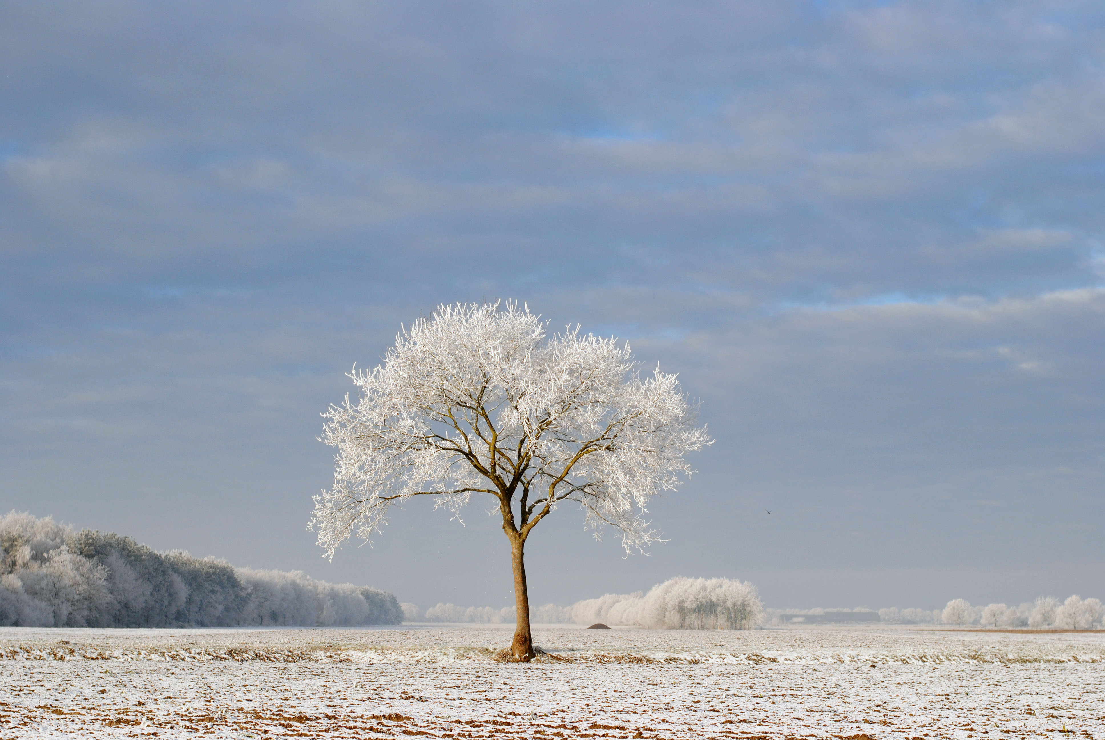 zie-hem-daar-pronken