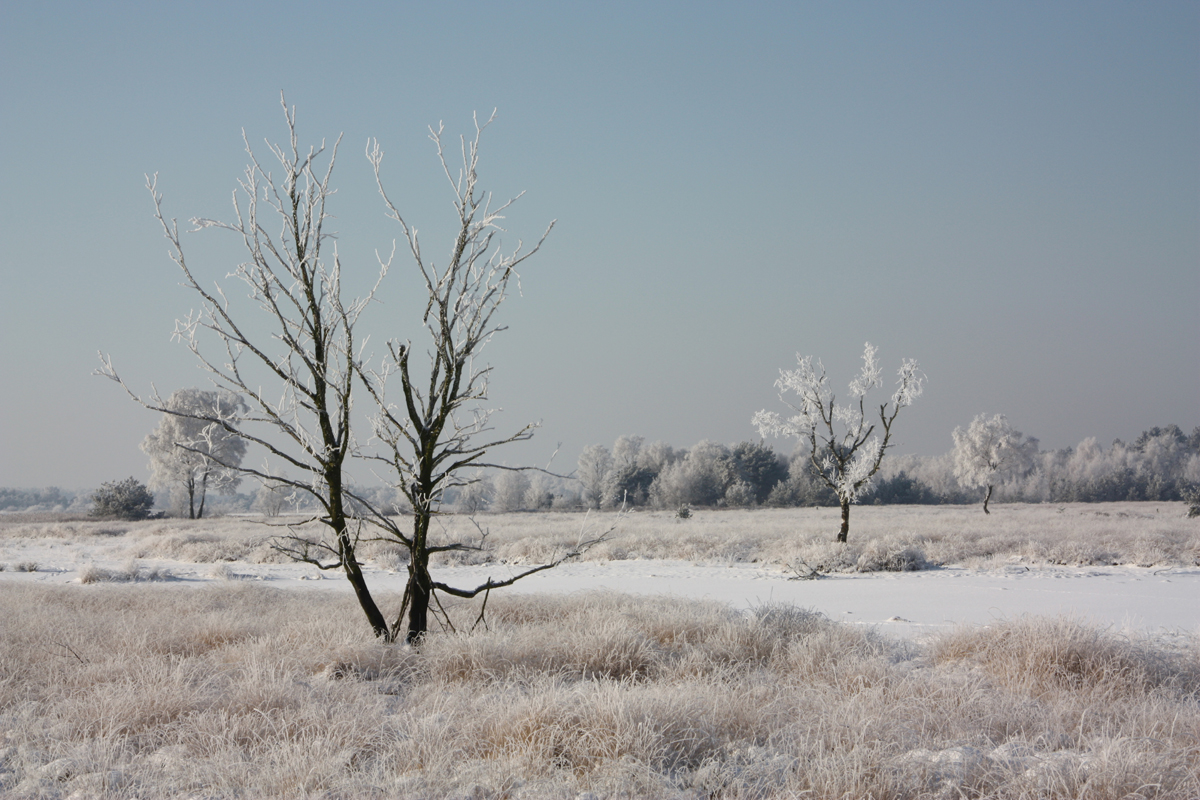 strabrechtse-heide-ii