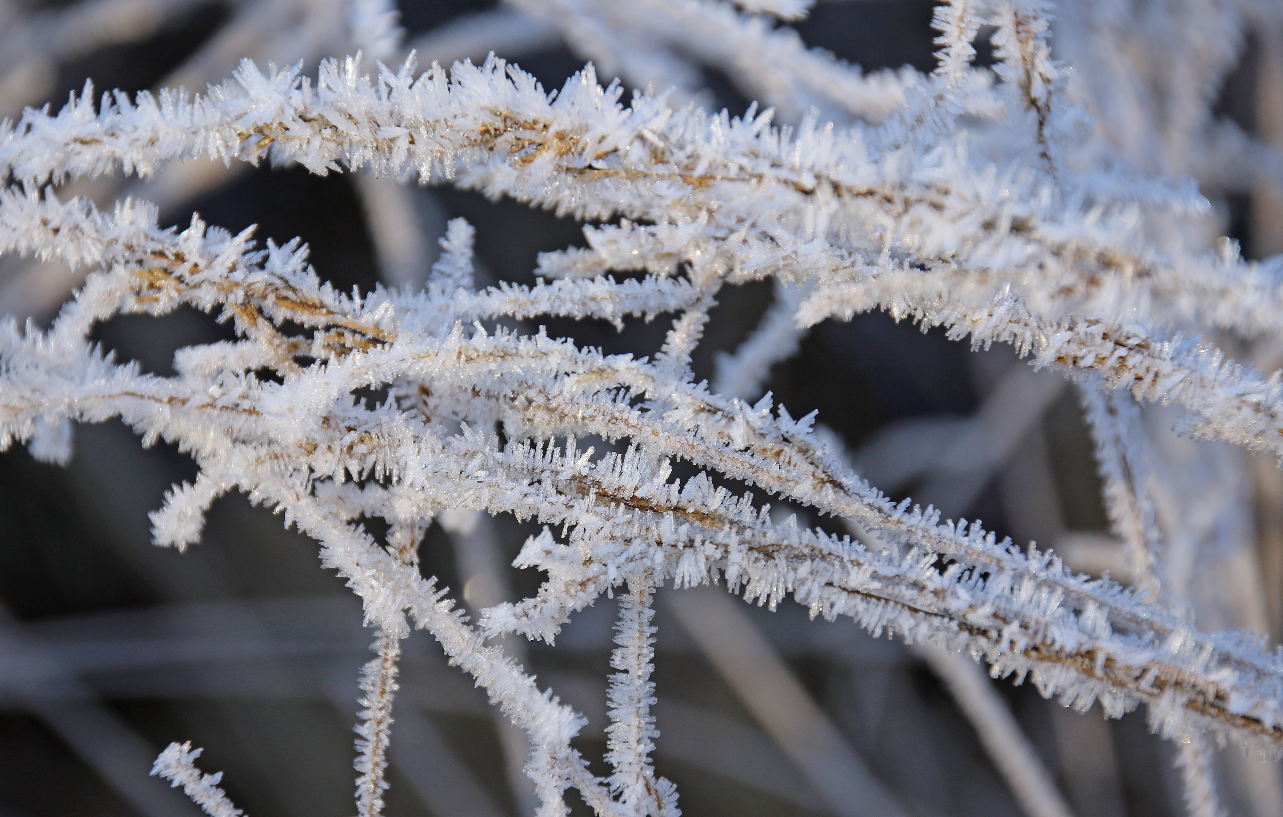 rijp-in-de-vroege-ochtenduren-op-de-posbank